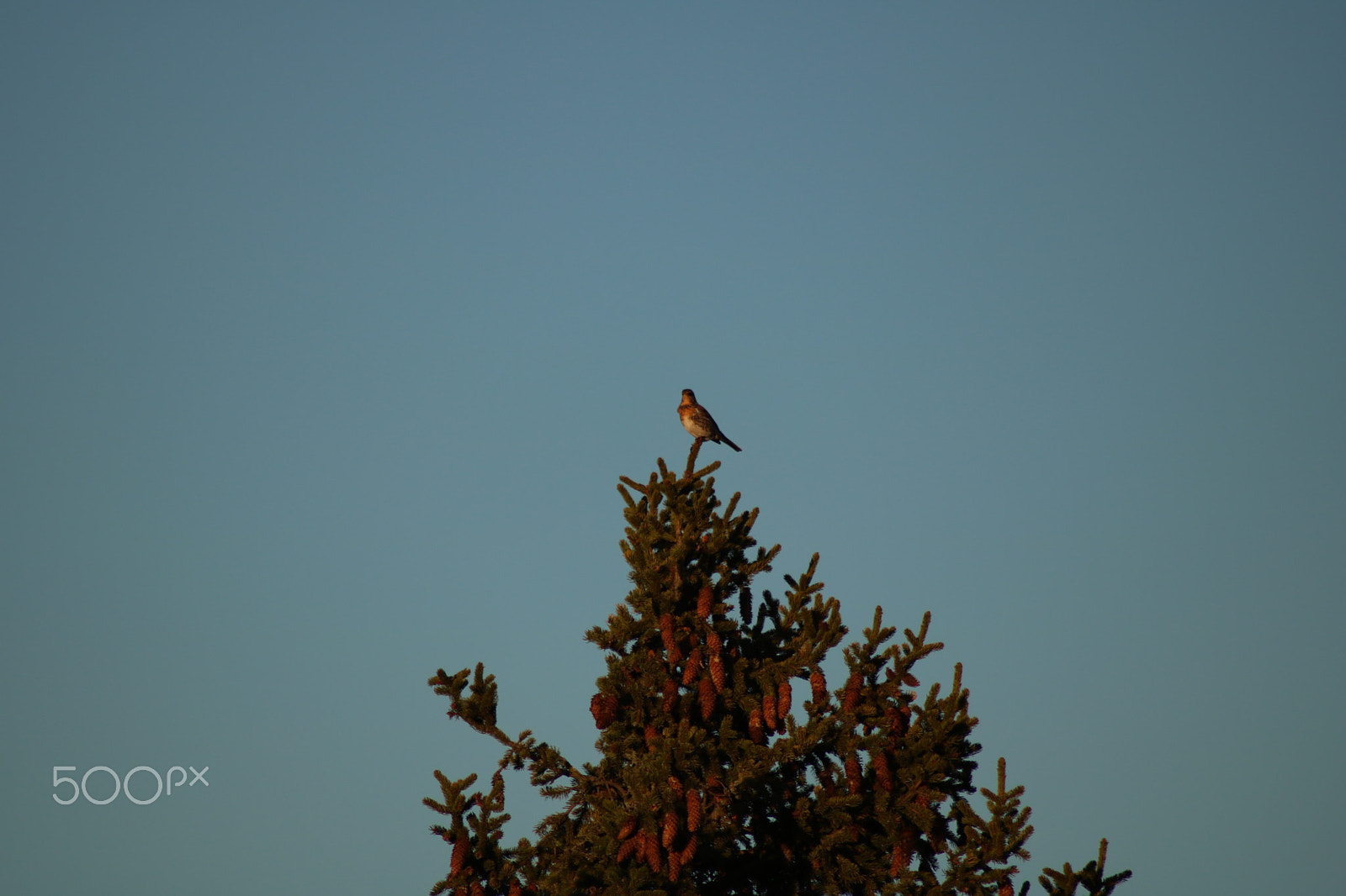 Canon EOS 750D (EOS Rebel T6i / EOS Kiss X8i) sample photo. Spring evening in sweden photography