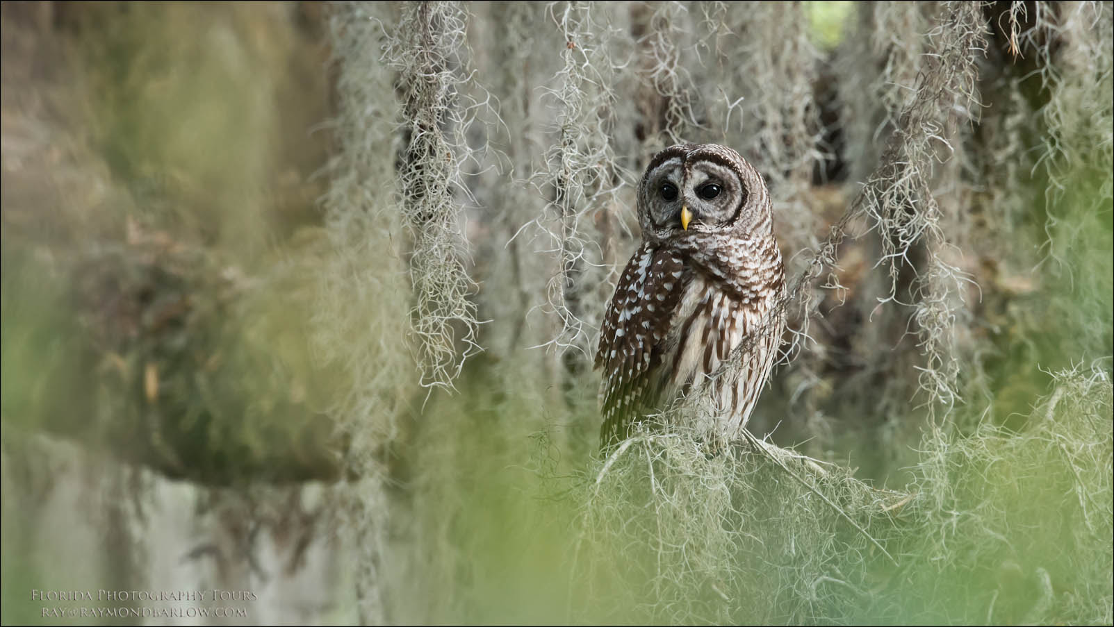 Nikon AF-S Nikkor 600mm F4G ED VR sample photo. Barred owl share photography