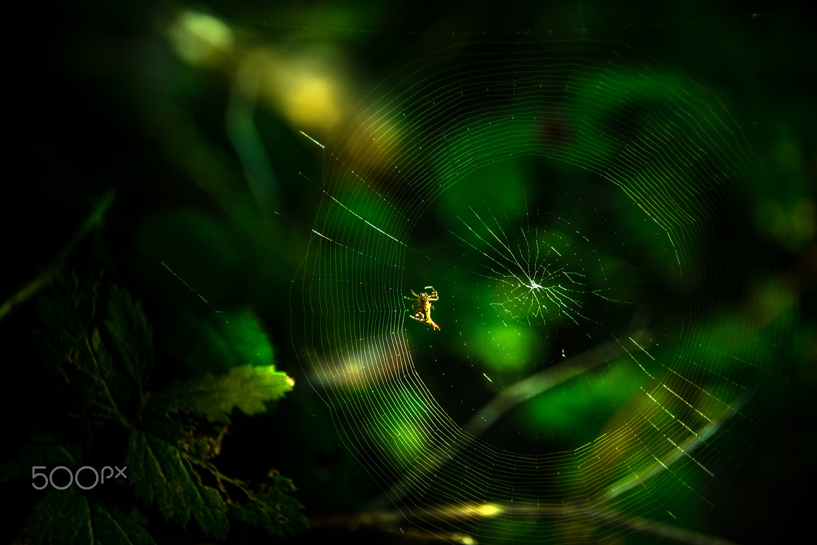 Nikon D800 sample photo. Spider photography