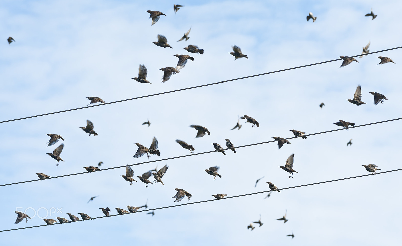 Nikon D700 sample photo. Birds on wire photography