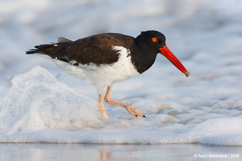 Canon EOS-1D Mark III sample photo. American oystercatcher with snack photography