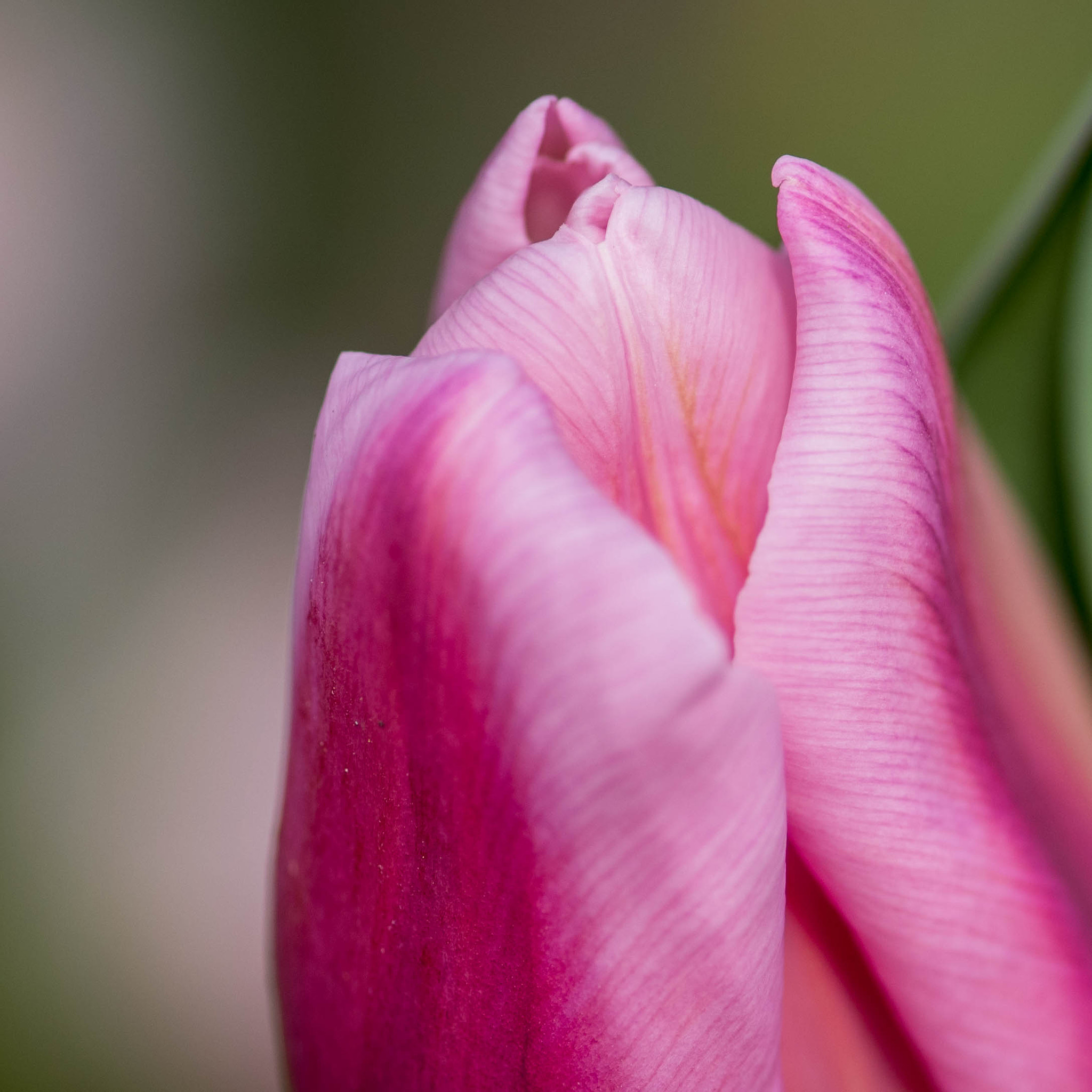 Nikon AF-S Micro-Nikkor 105mm F2.8G IF-ED VR sample photo