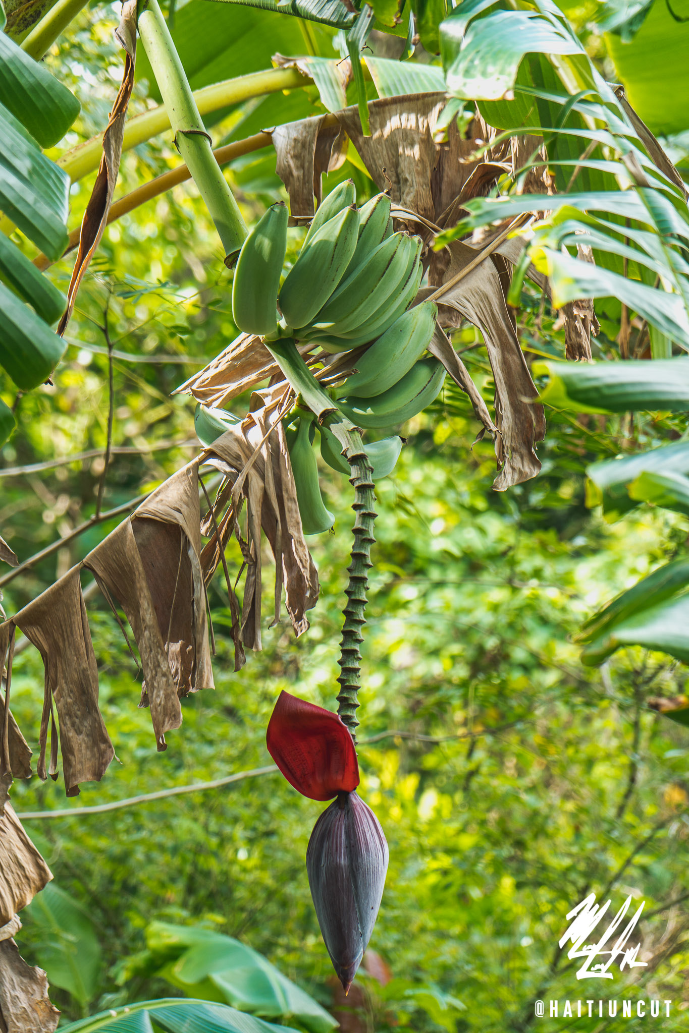 Sony a6300 sample photo. Plantain in its raw form. photography