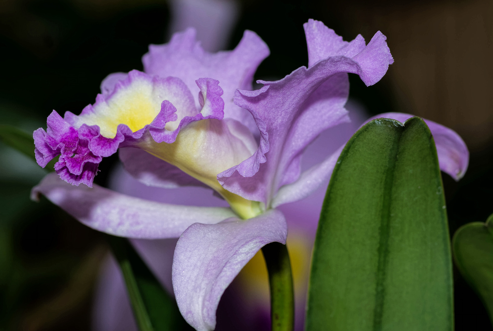 Nikon AF-S Micro-Nikkor 105mm F2.8G IF-ED VR sample photo. Rhyncholaeliocattleya photography