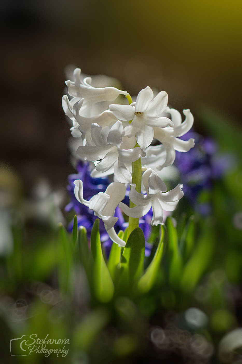 Nikon AF-S Micro-Nikkor 105mm F2.8G IF-ED VR sample photo. Hyacinth photography