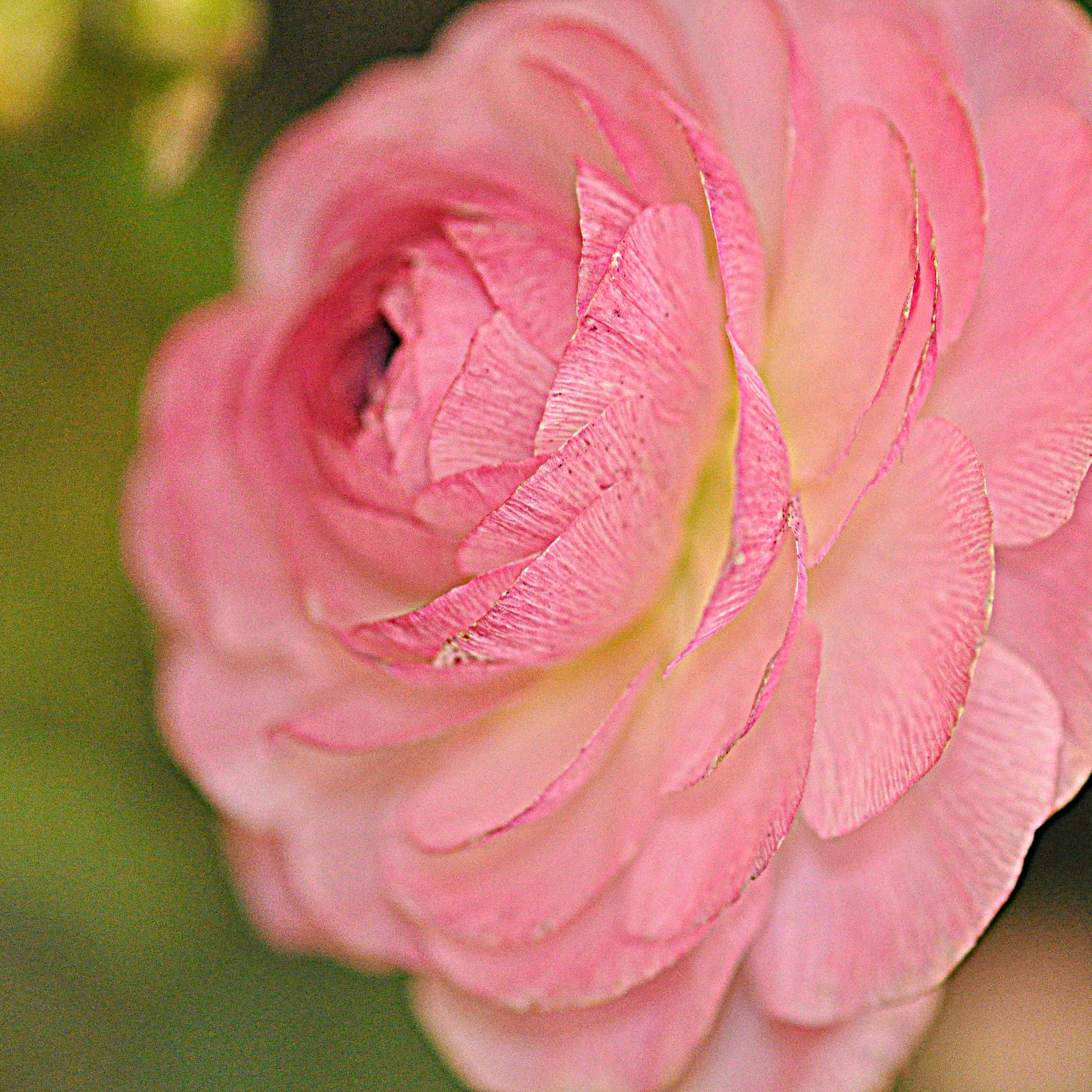 Nikon AF-S Micro-Nikkor 105mm F2.8G IF-ED VR sample photo. Renoncule rose photography