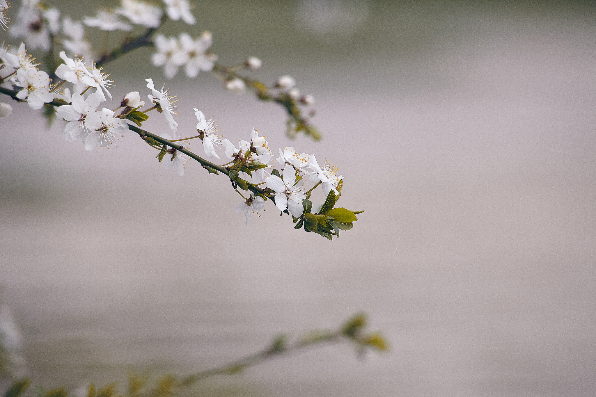 Canon EOS 5D Mark II + Canon EF 100-300mm F4.5-5.6 USM sample photo. Spring reflections photography