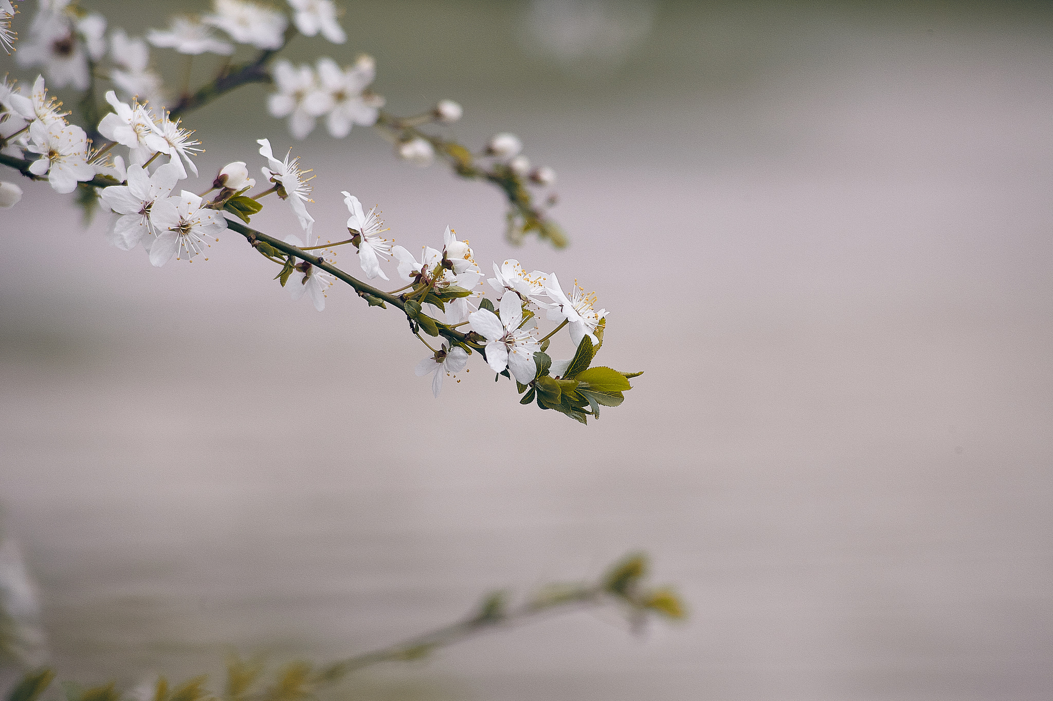 Canon EOS 5D Mark II sample photo. Spring reflections photography