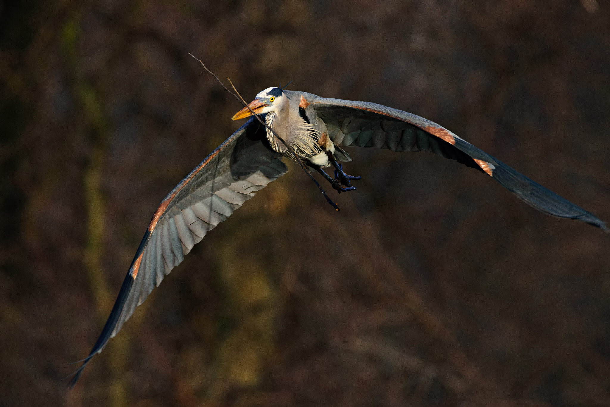 Nikon D7200 + Sigma 150-600mm F5-6.3 DG OS HSM | C sample photo. Nest building great blue heron photography