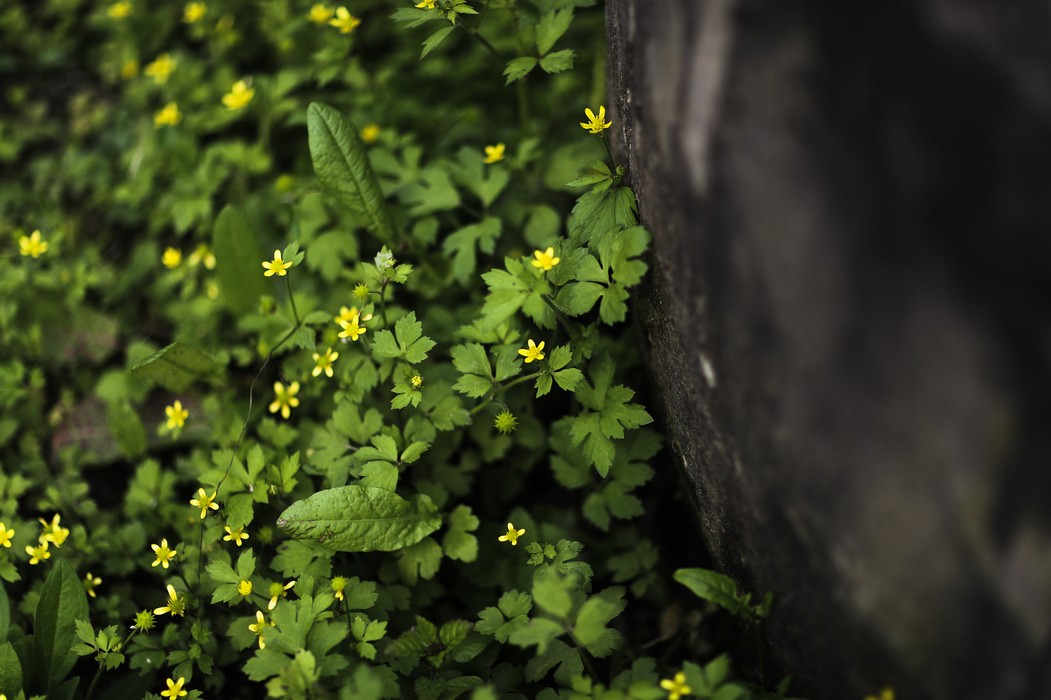 Canon EF 85mm F1.2L II USM sample photo. Silent corner 03 photography