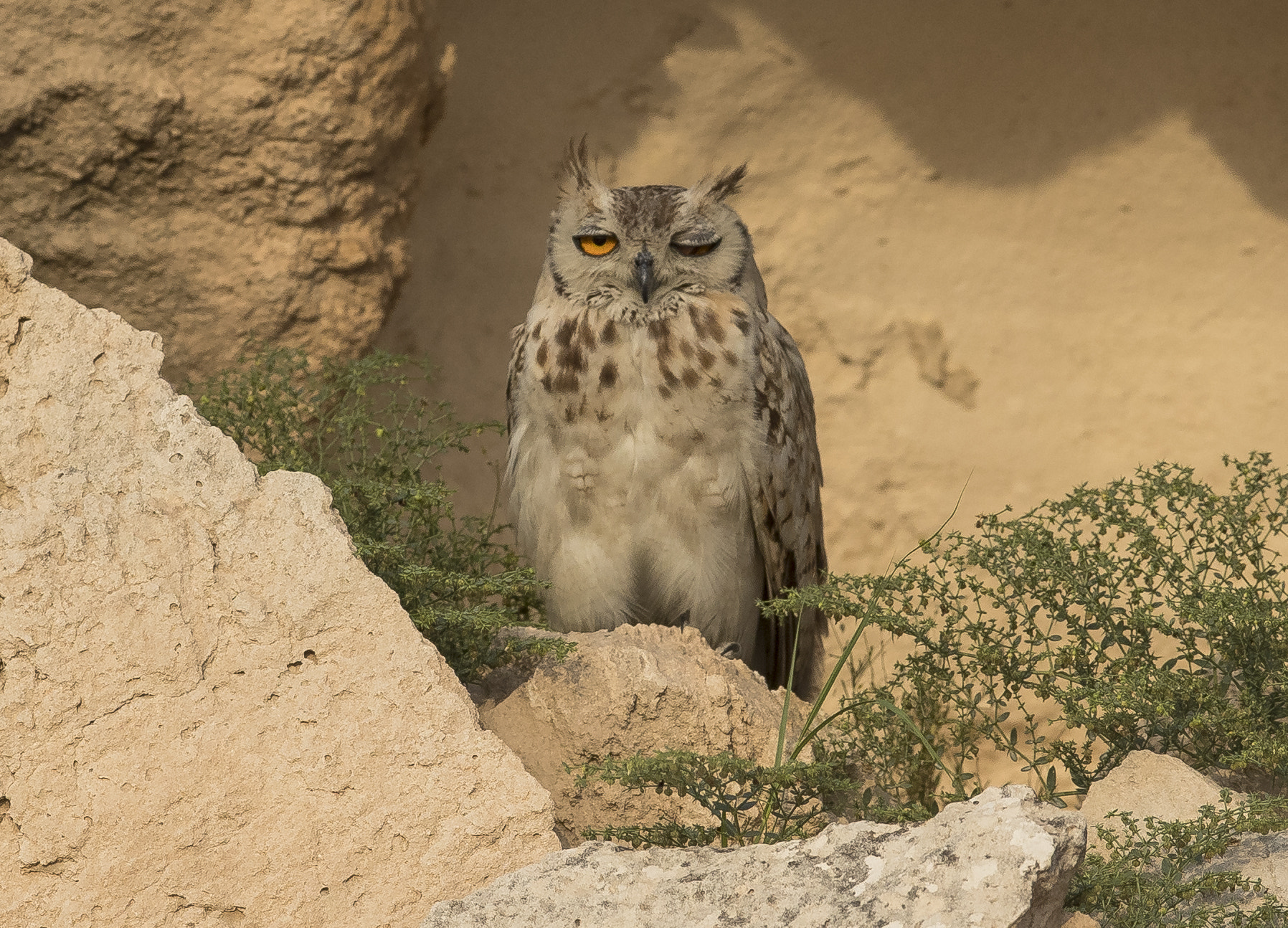 Canon EF 400mm F2.8L IS II USM sample photo. Pharaoh eagle owl photography
