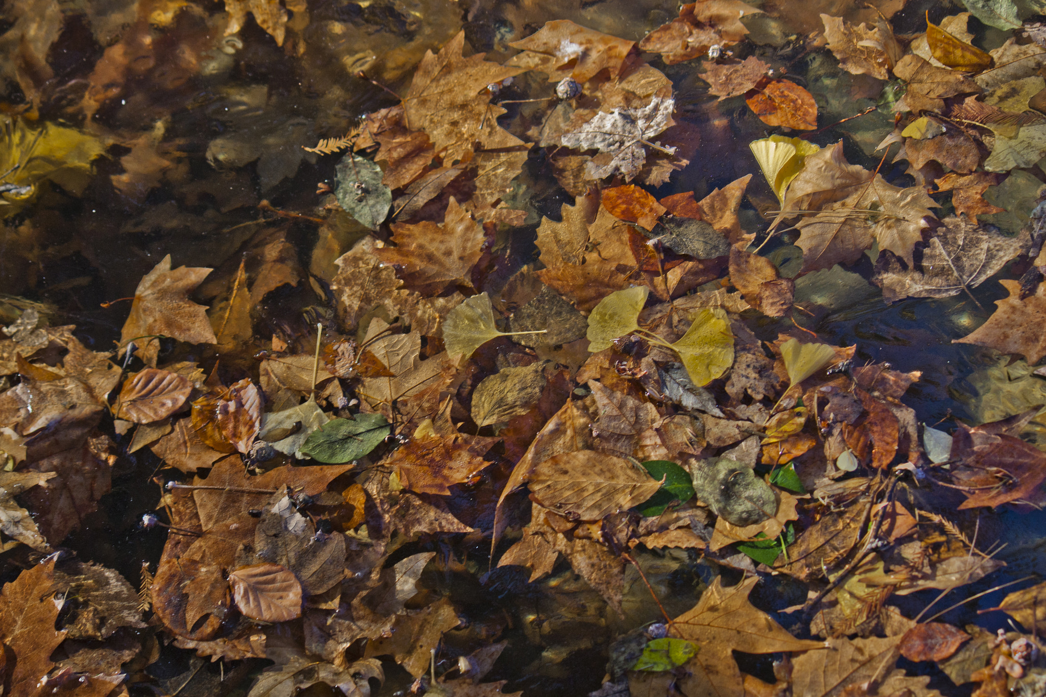 Canon EF-S 55-250mm F4-5.6 IS sample photo. Foglie photography
