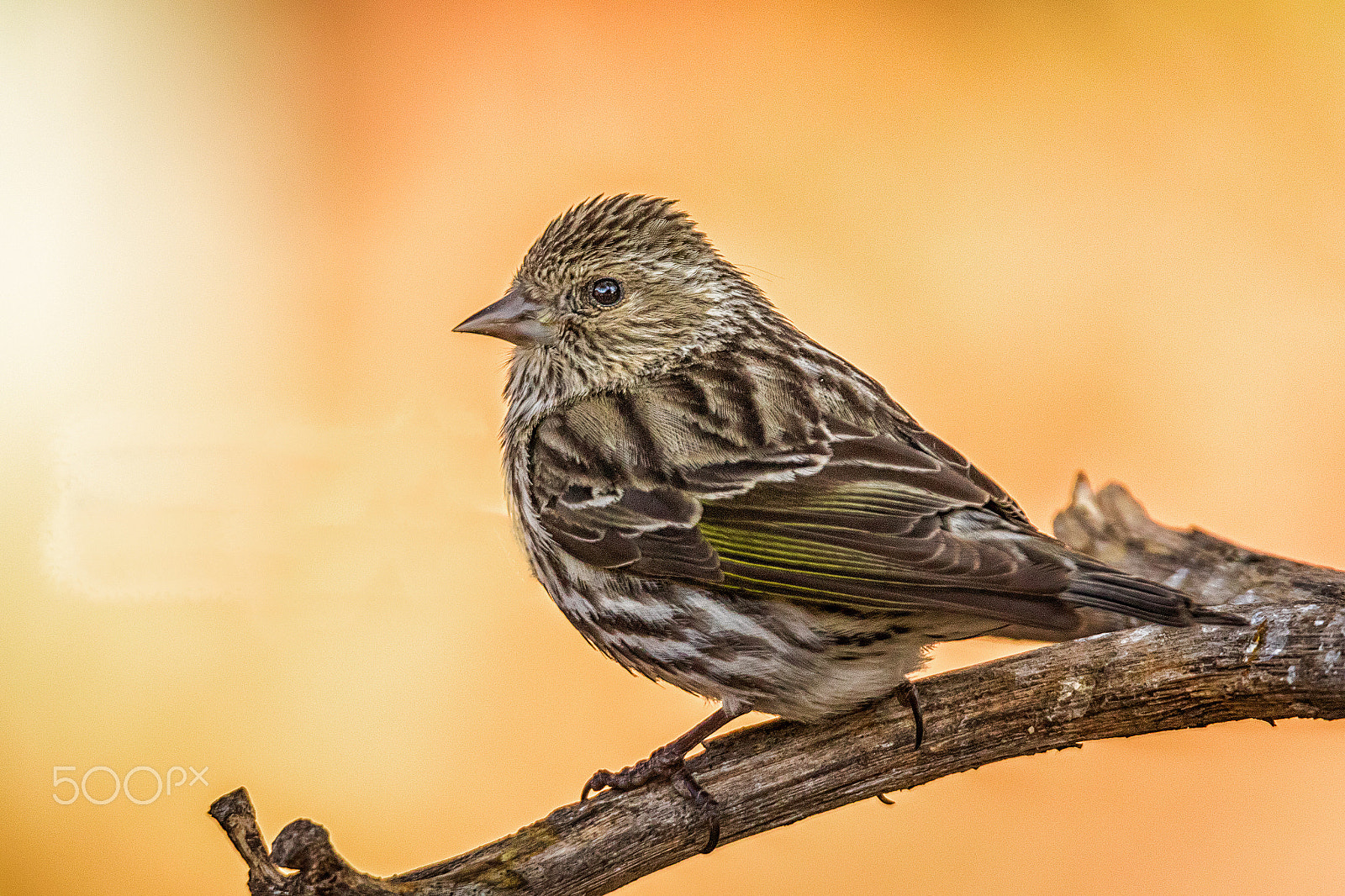 Tamron SP 150-600mm F5-6.3 Di VC USD sample photo. Profile photography
