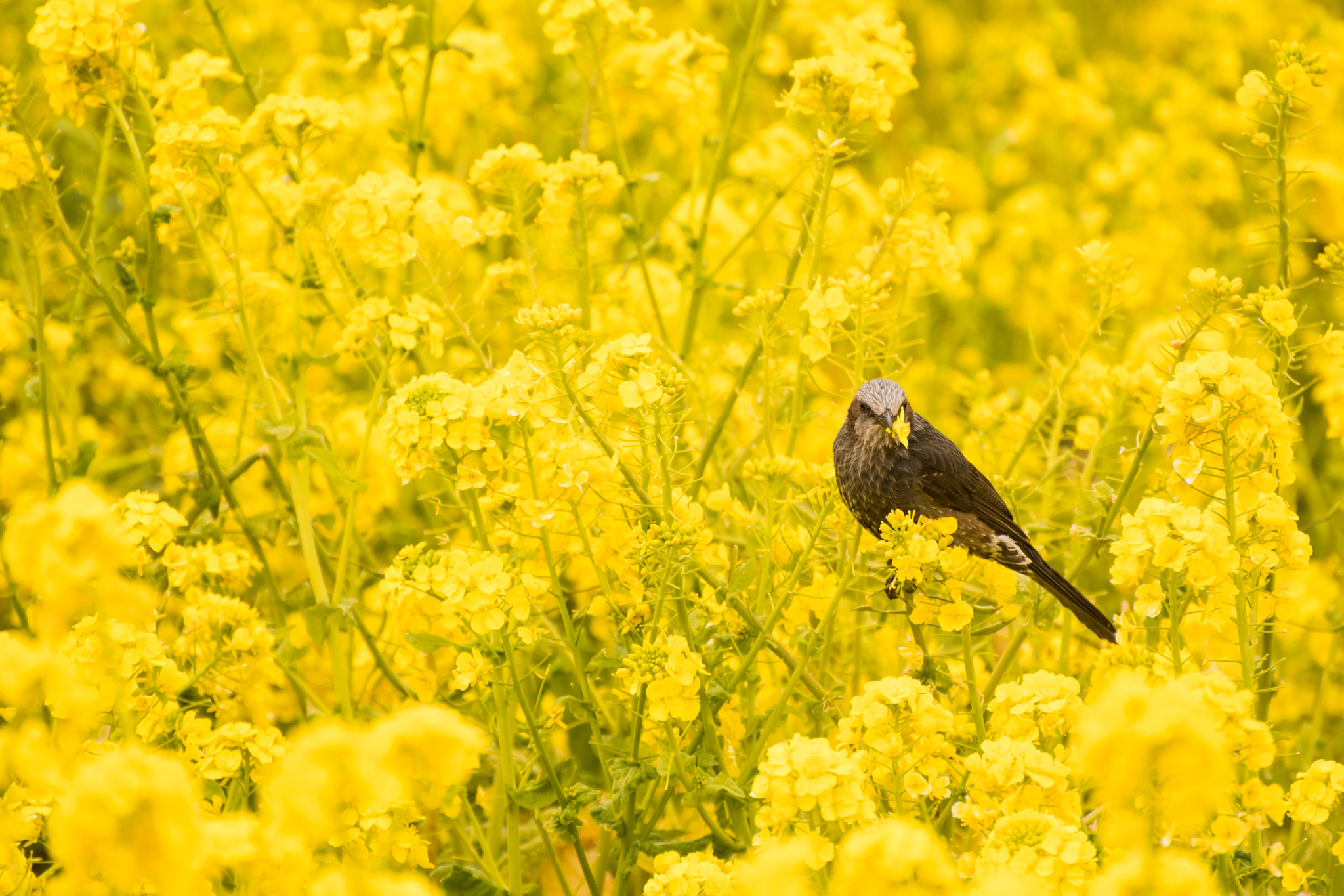 Nikon D500 sample photo. Yellow photography