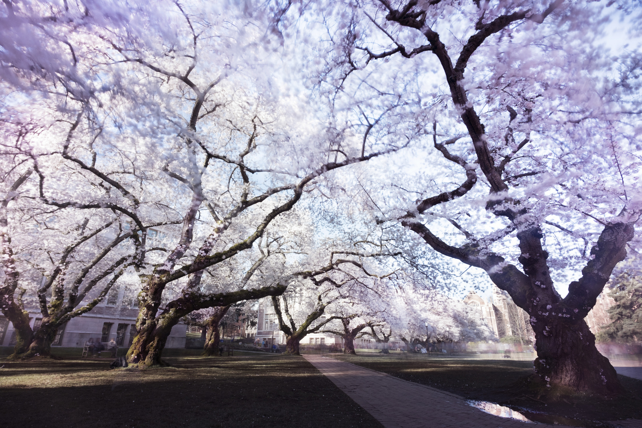 ZEISS Touit 12mm F2.8 sample photo. Cherry blossoms in the wind photography