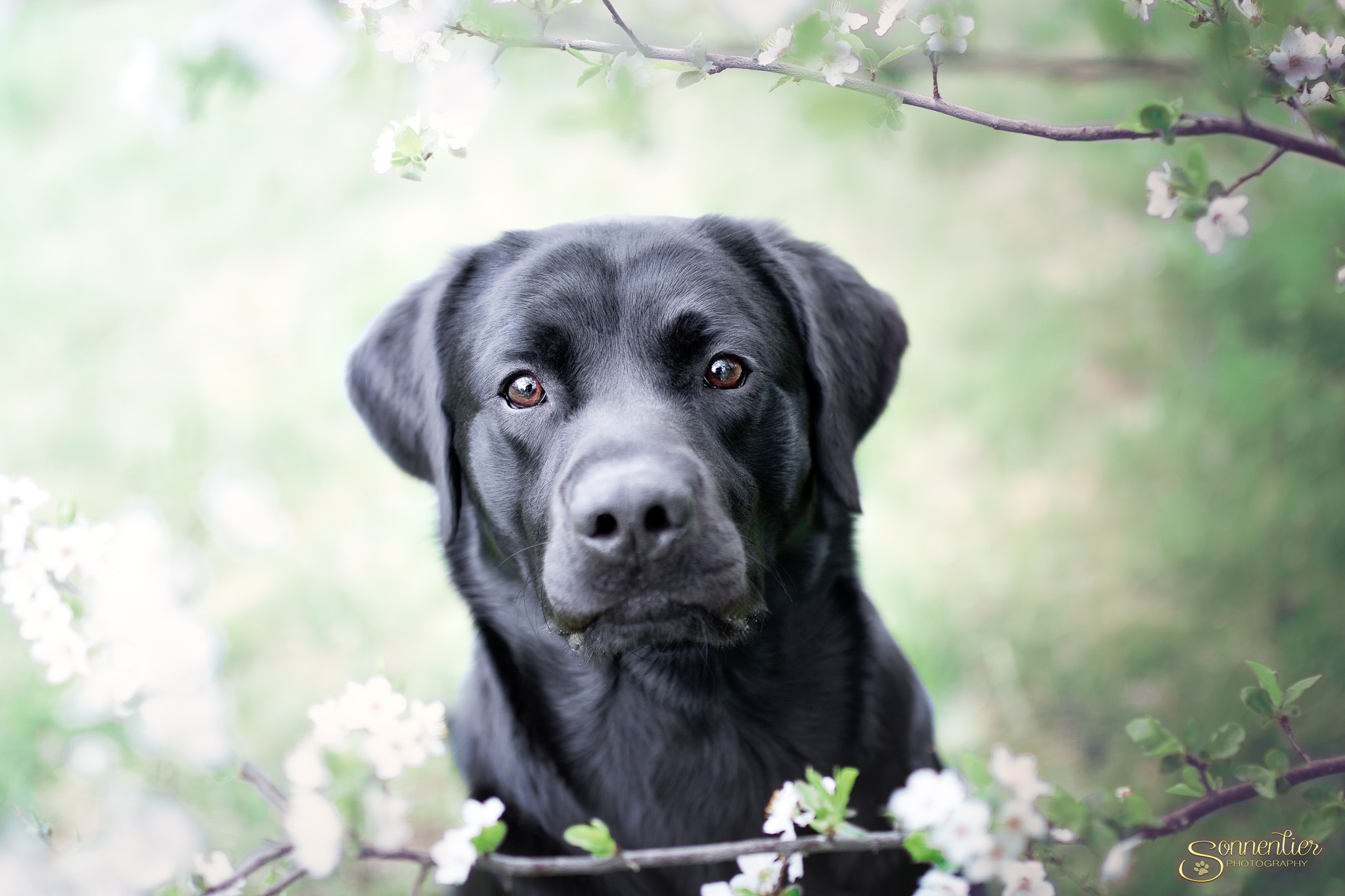 Canon EOS 7D Mark II sample photo. Spring blossom photography