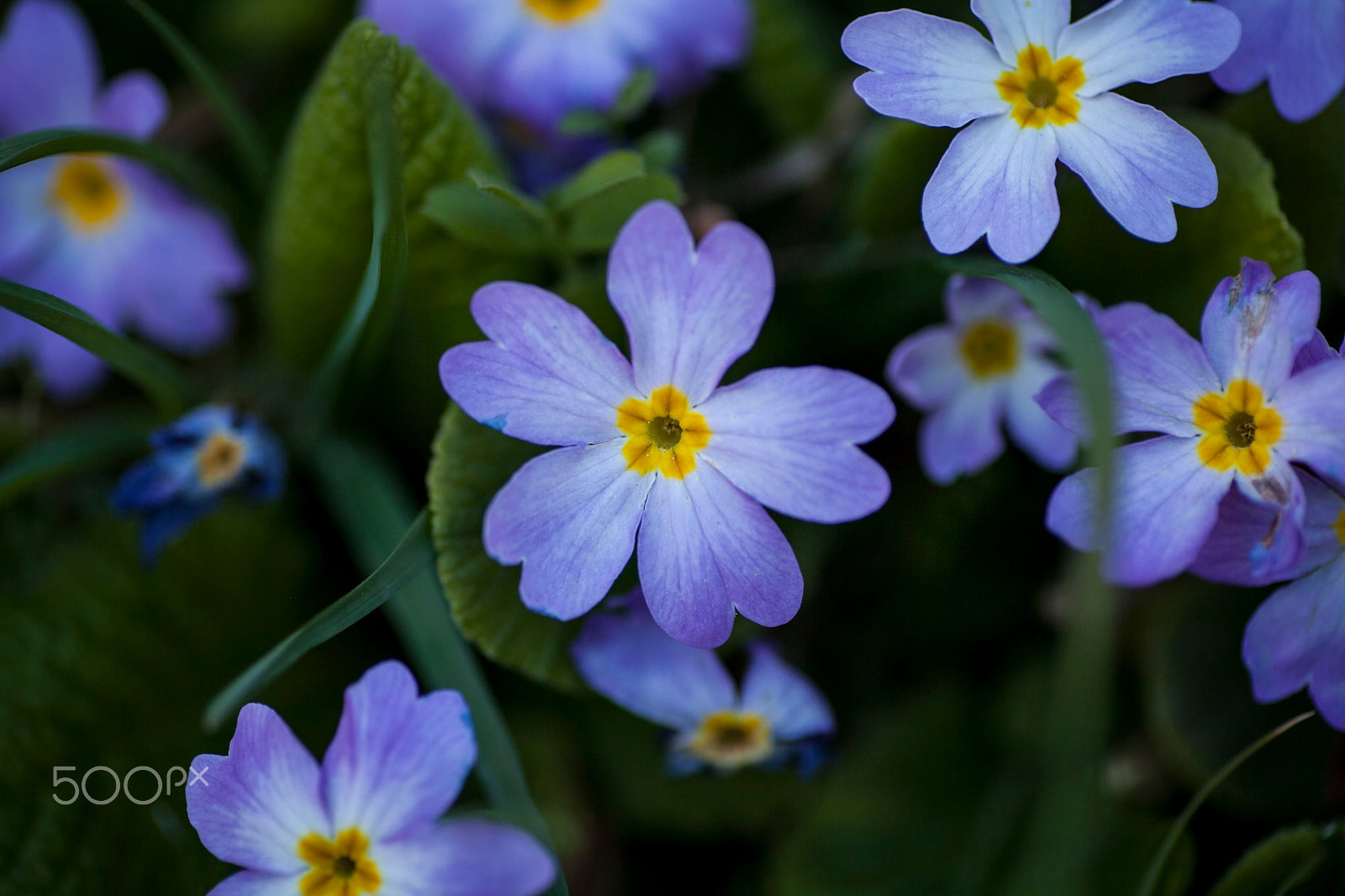 Canon EOS 5D Mark II + Tamron SP AF 90mm F2.8 Di Macro sample photo. Flowers photography