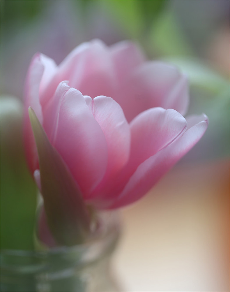 Canon EF 100mm F2.8L Macro IS USM sample photo. Tulip photography