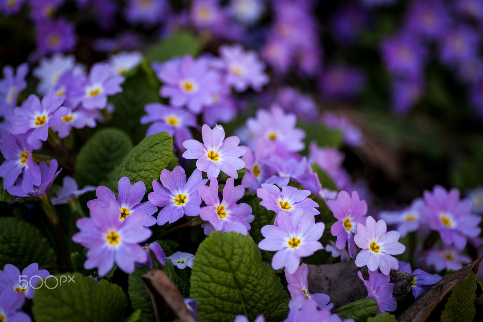 Canon EOS 5D Mark II sample photo. Flowers photography