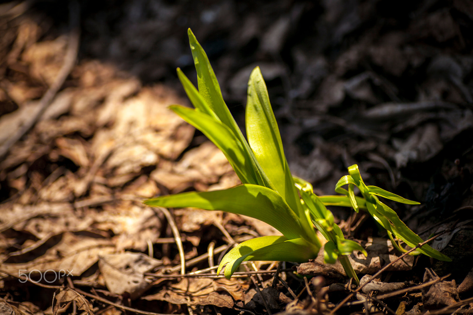 Canon EOS 5D Mark II sample photo. Flowers photography