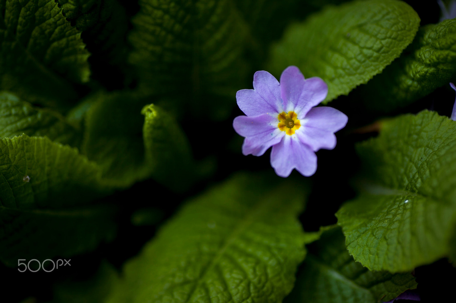 Canon EOS 5D Mark II sample photo. Flowers photography