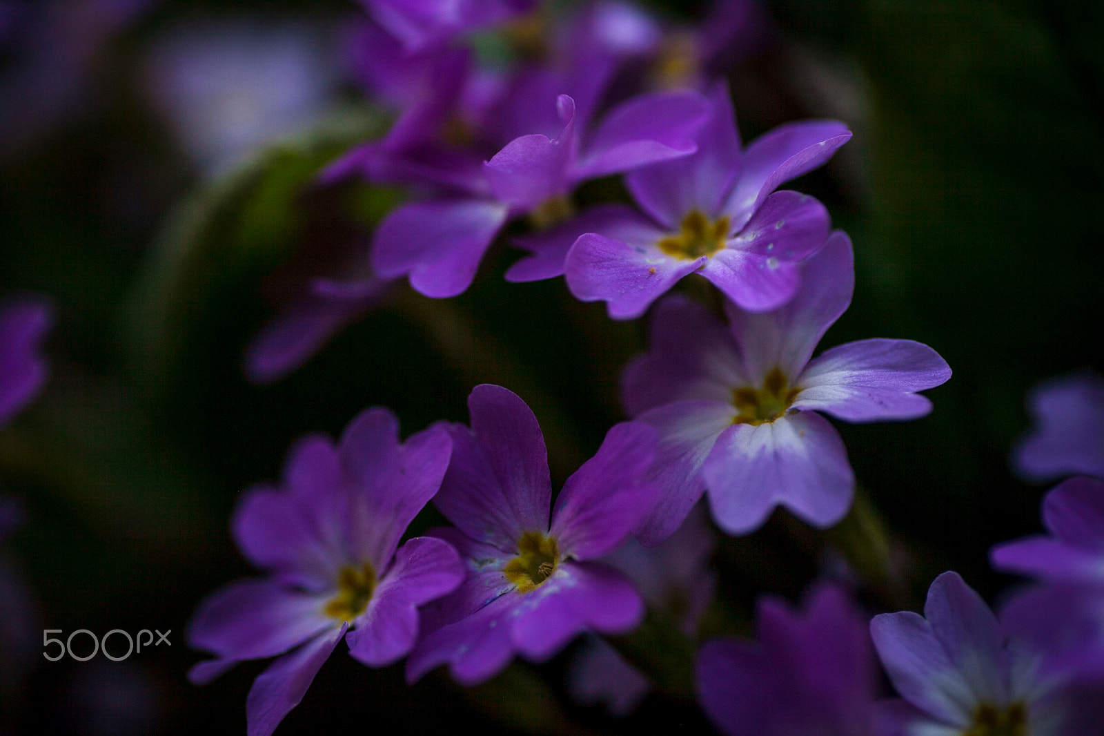 Canon EOS 5D Mark II + Tamron SP AF 90mm F2.8 Di Macro sample photo. Flowers photography
