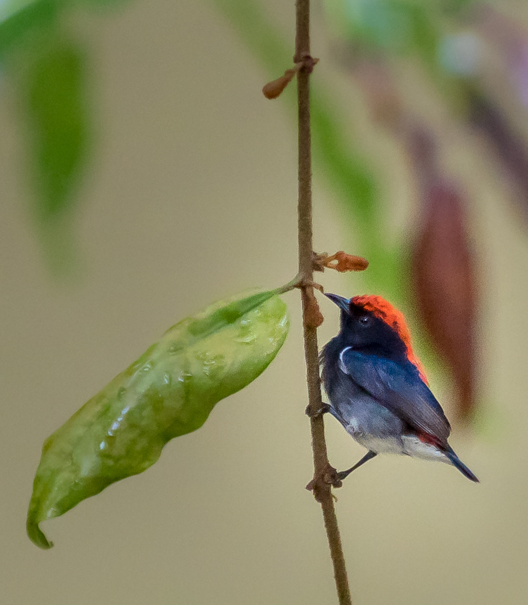 Canon EOS 750D (EOS Rebel T6i / EOS Kiss X8i) sample photo. Male scarlete backed flowerpecker (dicaeum cruentatum) photography