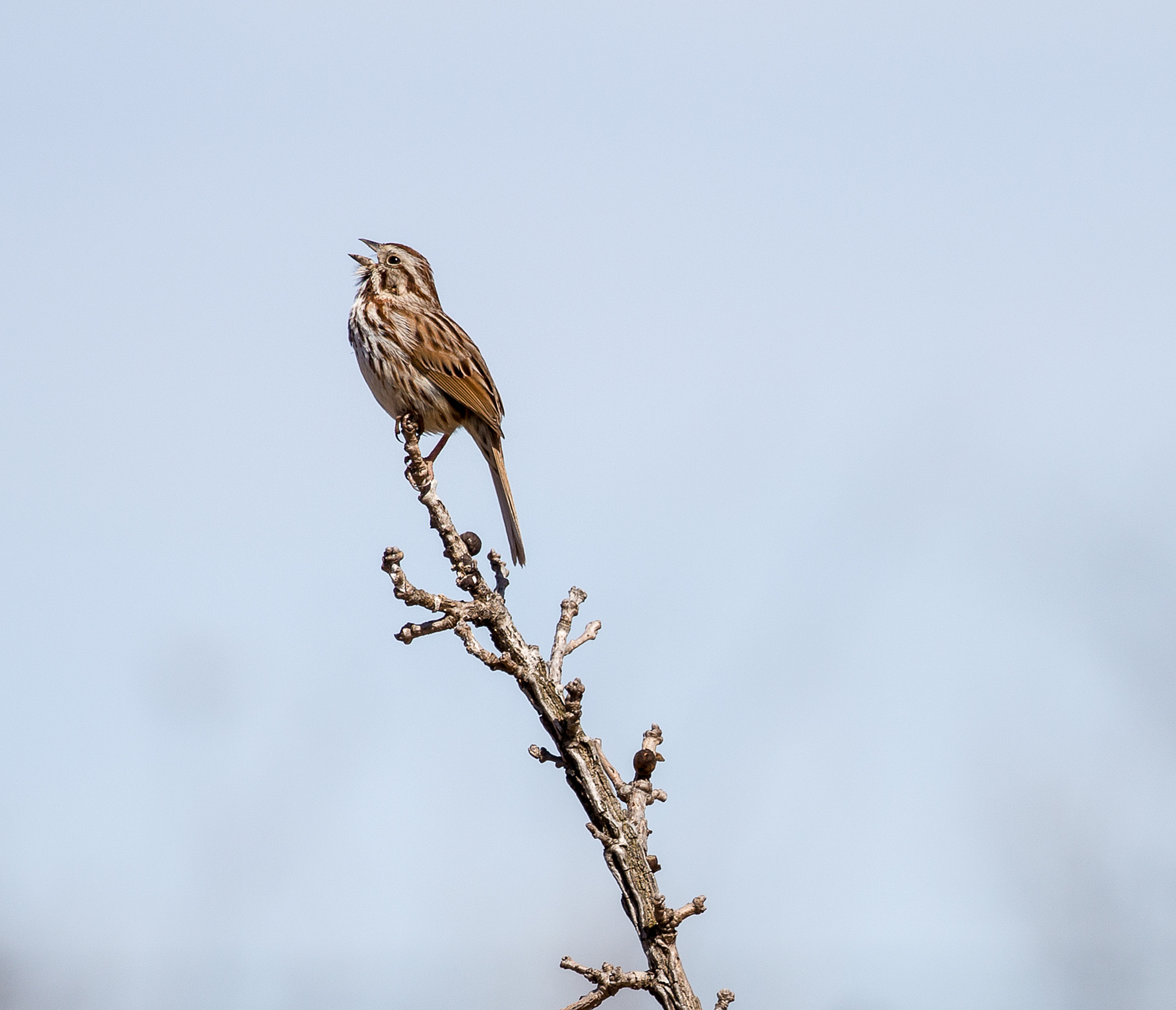 Canon EOS 6D + Canon EF 100-400mm F4.5-5.6L IS II USM sample photo. Song sparrow photography