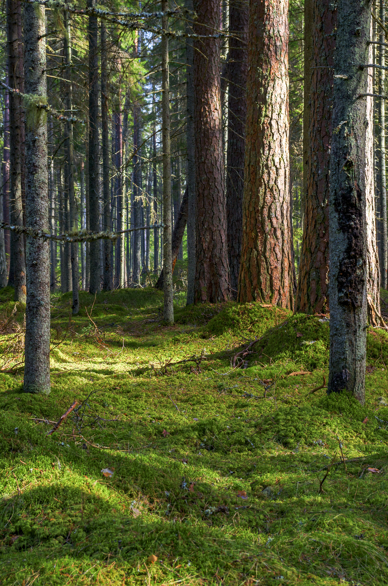 smc PENTAX-DA L 18-55mm F3.5-5.6 sample photo. Forest portrait photography