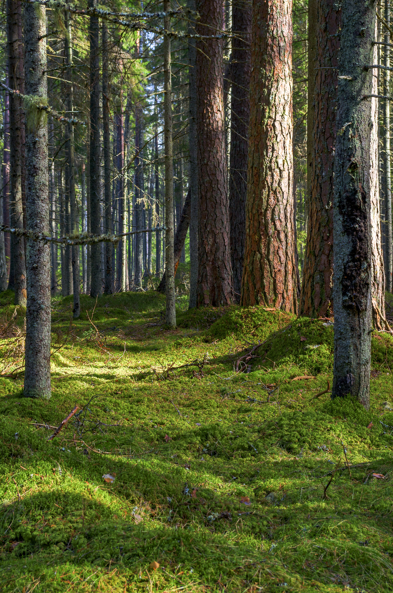 Pentax K-30 sample photo. Forest portrait photography