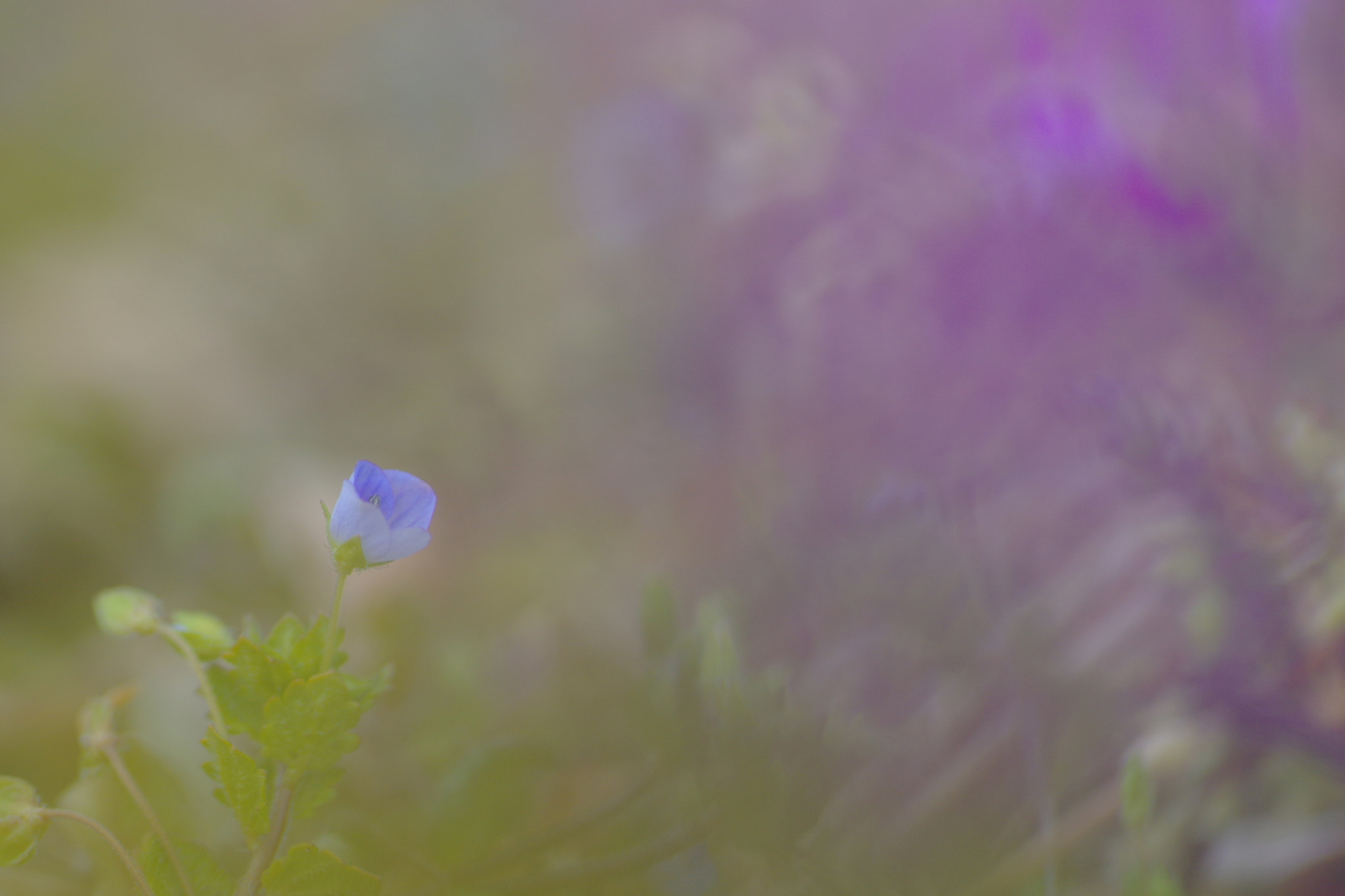 Pentax K-3 + Pentax smc D-FA 100mm F2.8 Macro WR sample photo. Moment photography