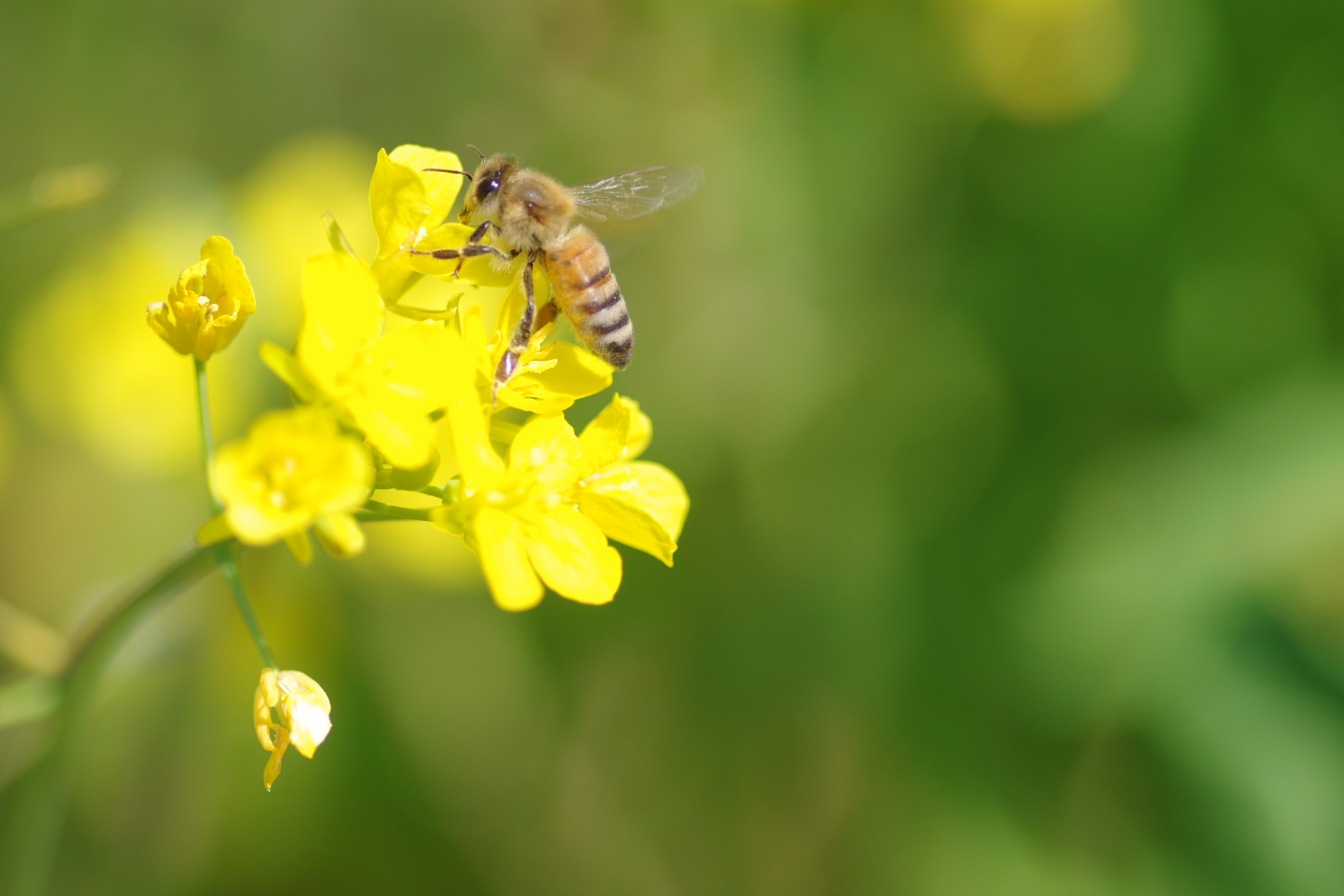 Pentax smc D-FA 100mm F2.8 Macro WR sample photo. Bee photography