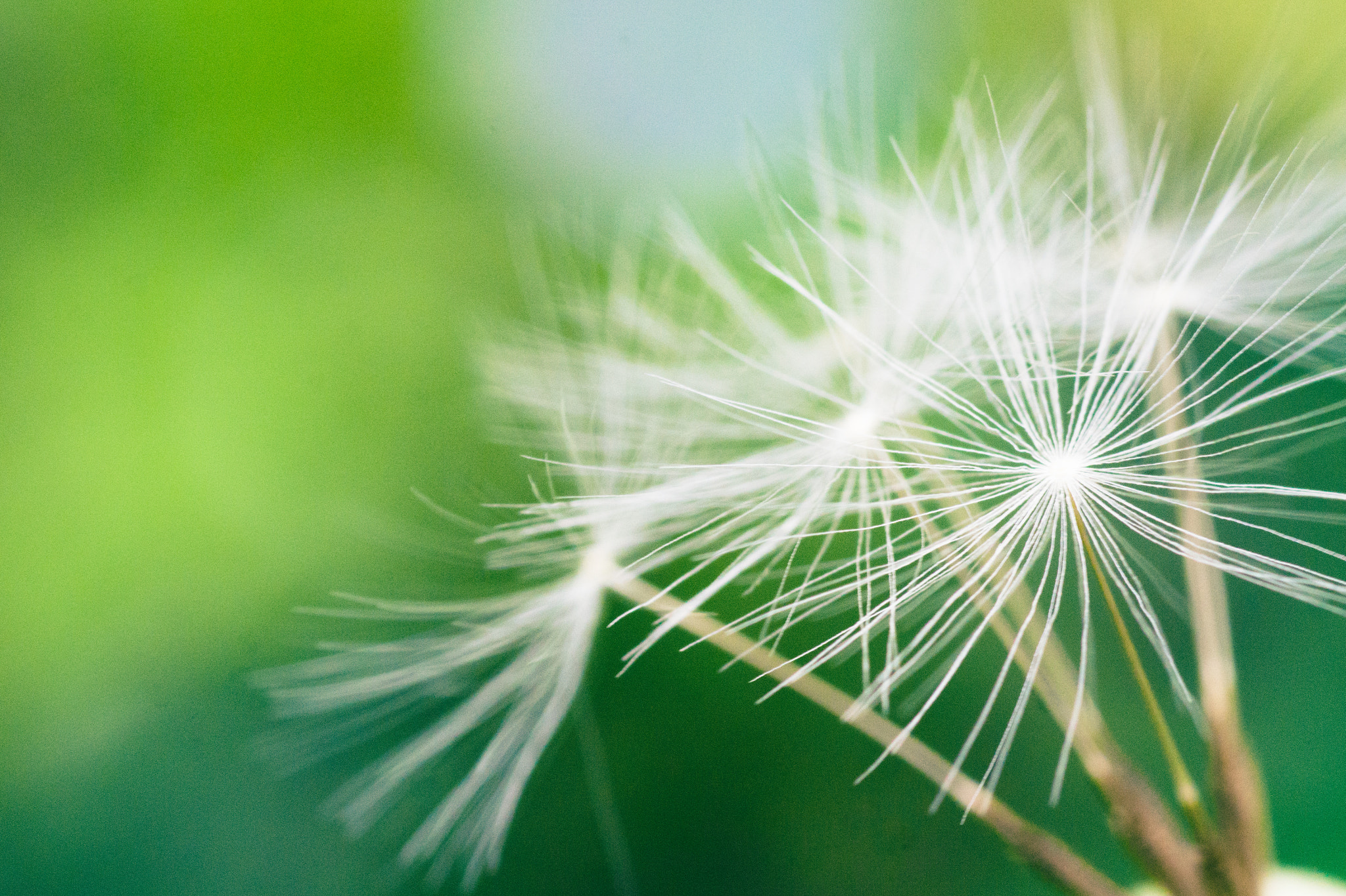 Sony a6000 sample photo. Dandelion photography