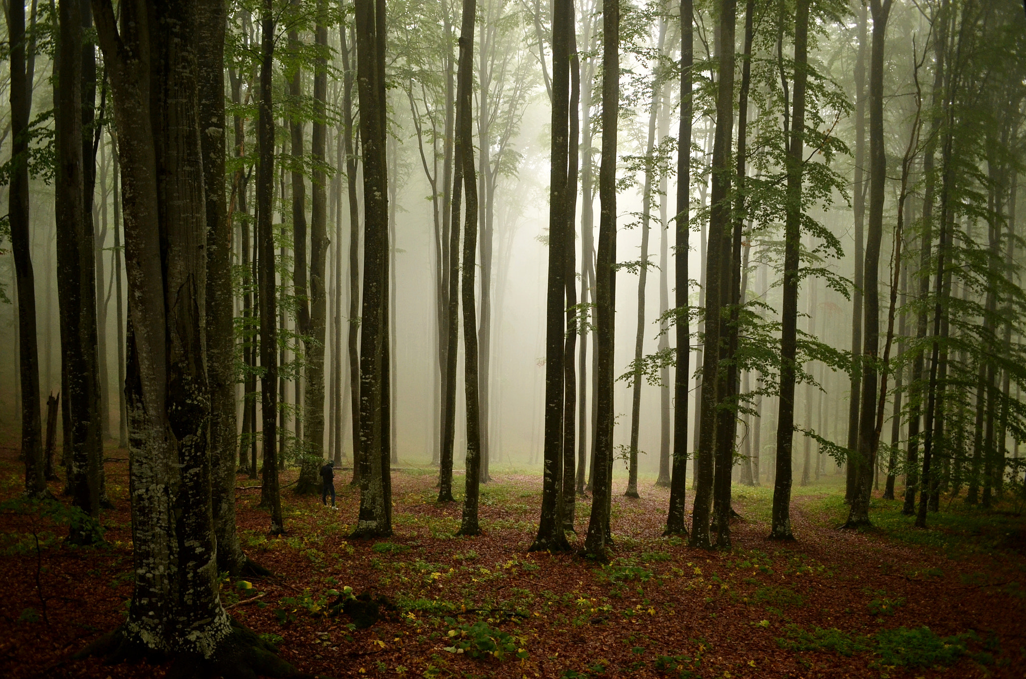 Sigma 18-50mm F2.8-4.5 DC OS HSM sample photo. Misty morning photography