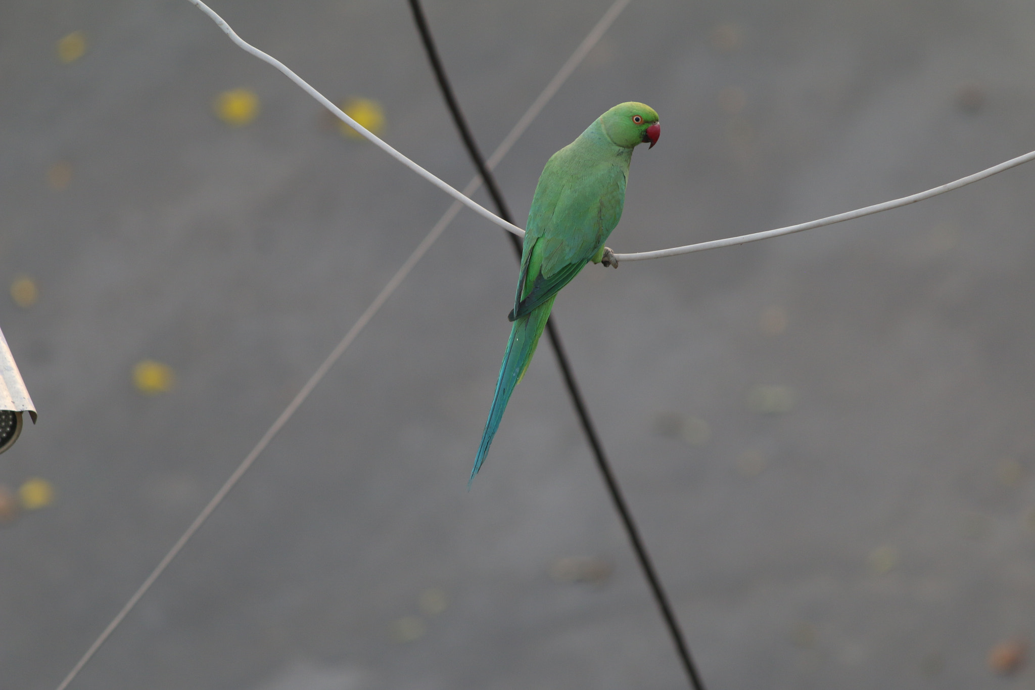 Canon EF 70-300mm F4-5.6 IS USM sample photo