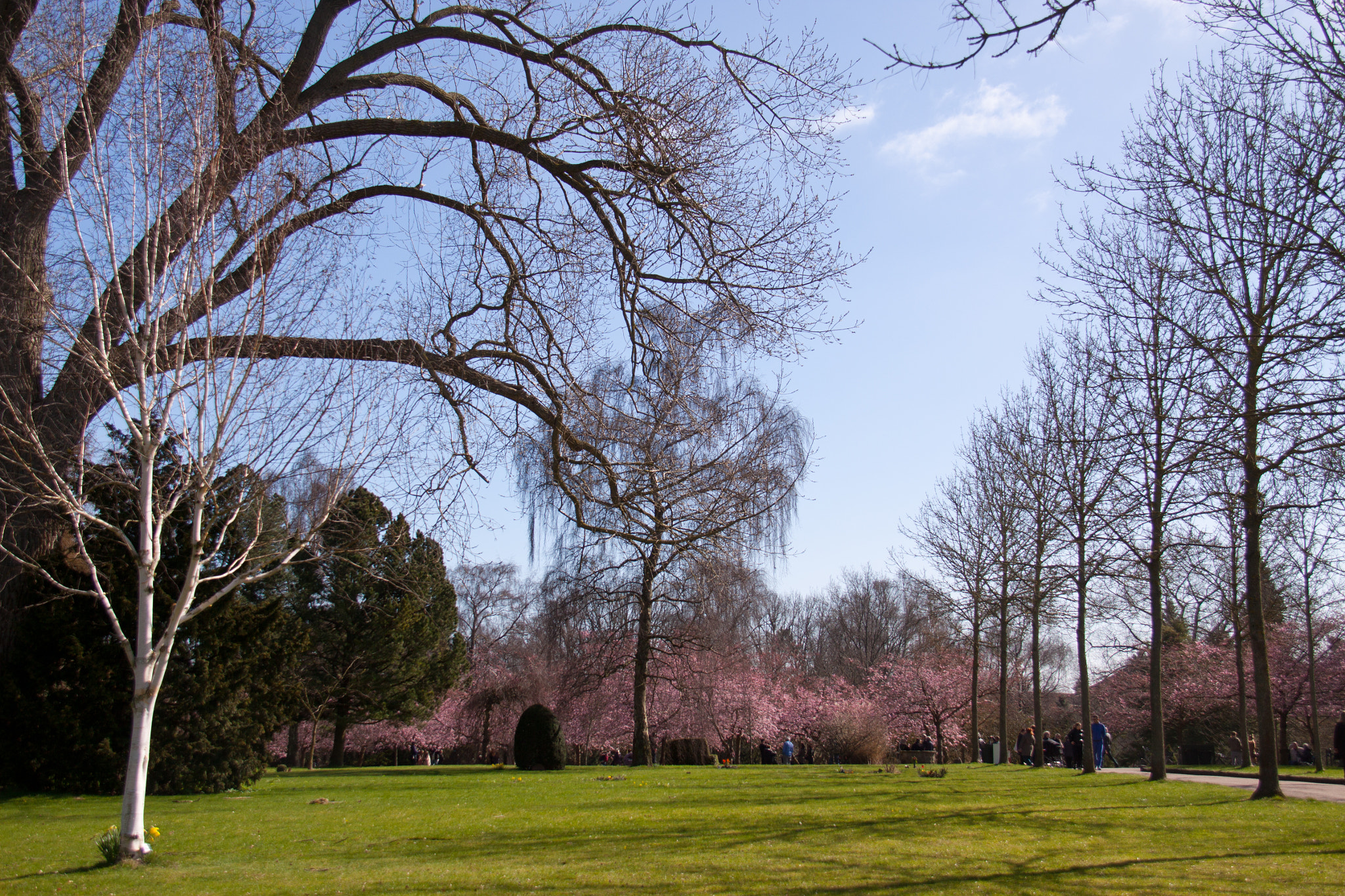Canon EOS 50D sample photo. Churchyard with cherry trees photography