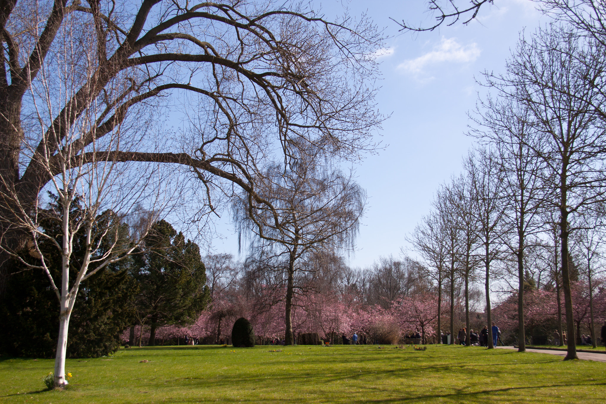Canon EF-S 18-200mm F3.5-5.6 IS sample photo. Churchyard with cherry trees photography