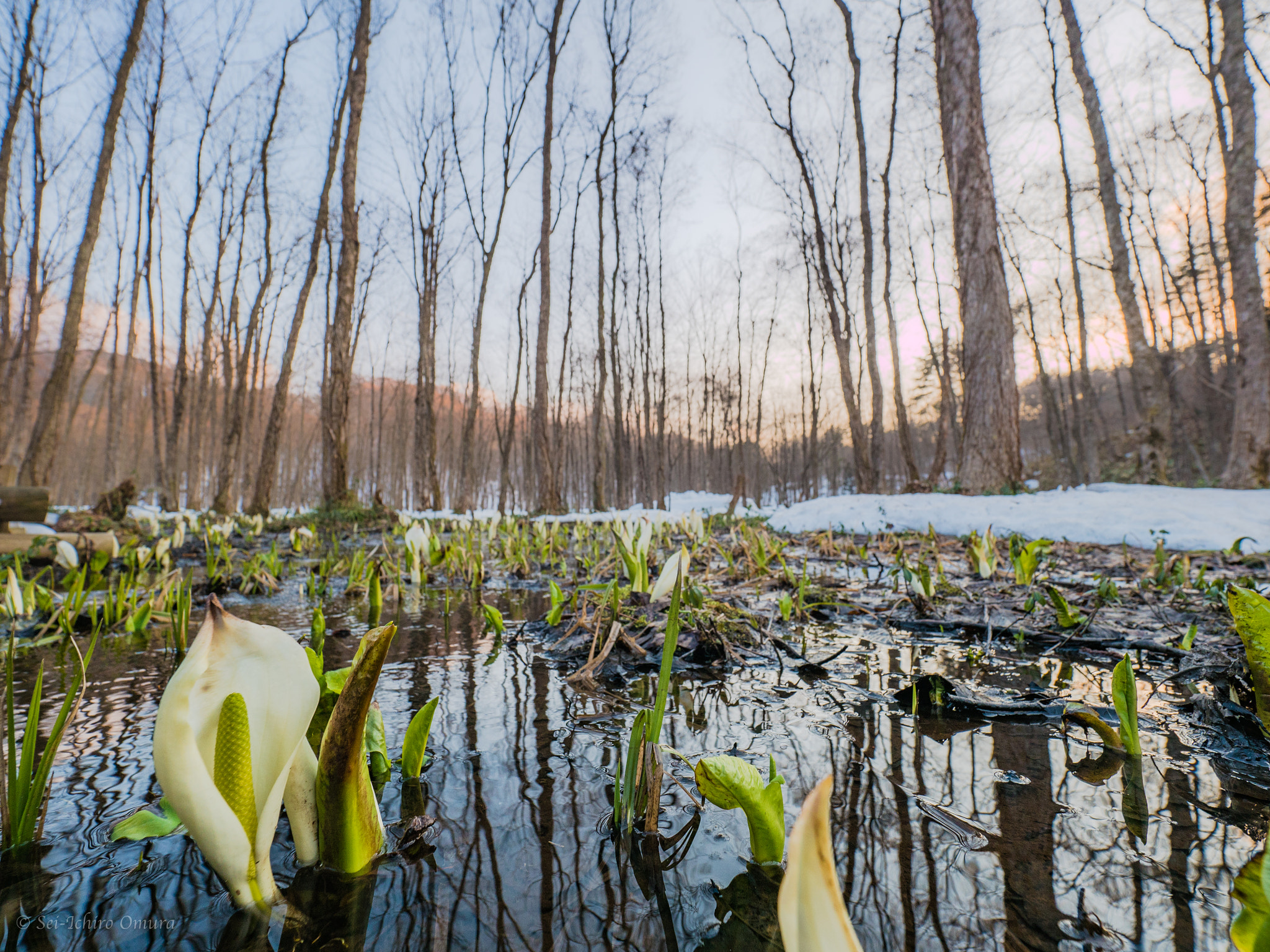 Panasonic Lumix DMC-GH4 sample photo. Early spring wetland photography