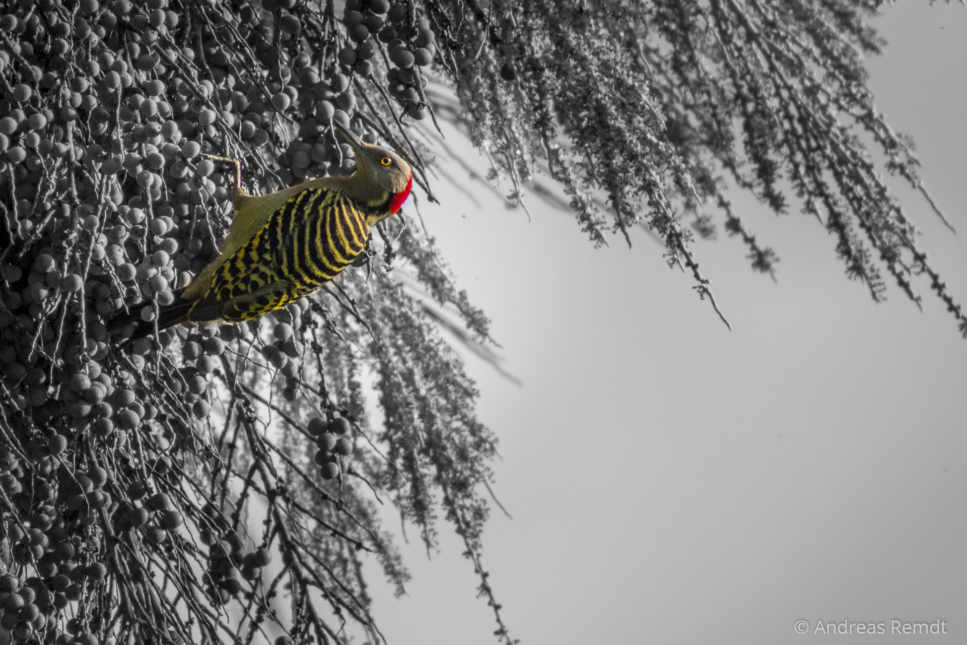 EF75-300mm f/4-5.6 sample photo. Woodpecker in action photography