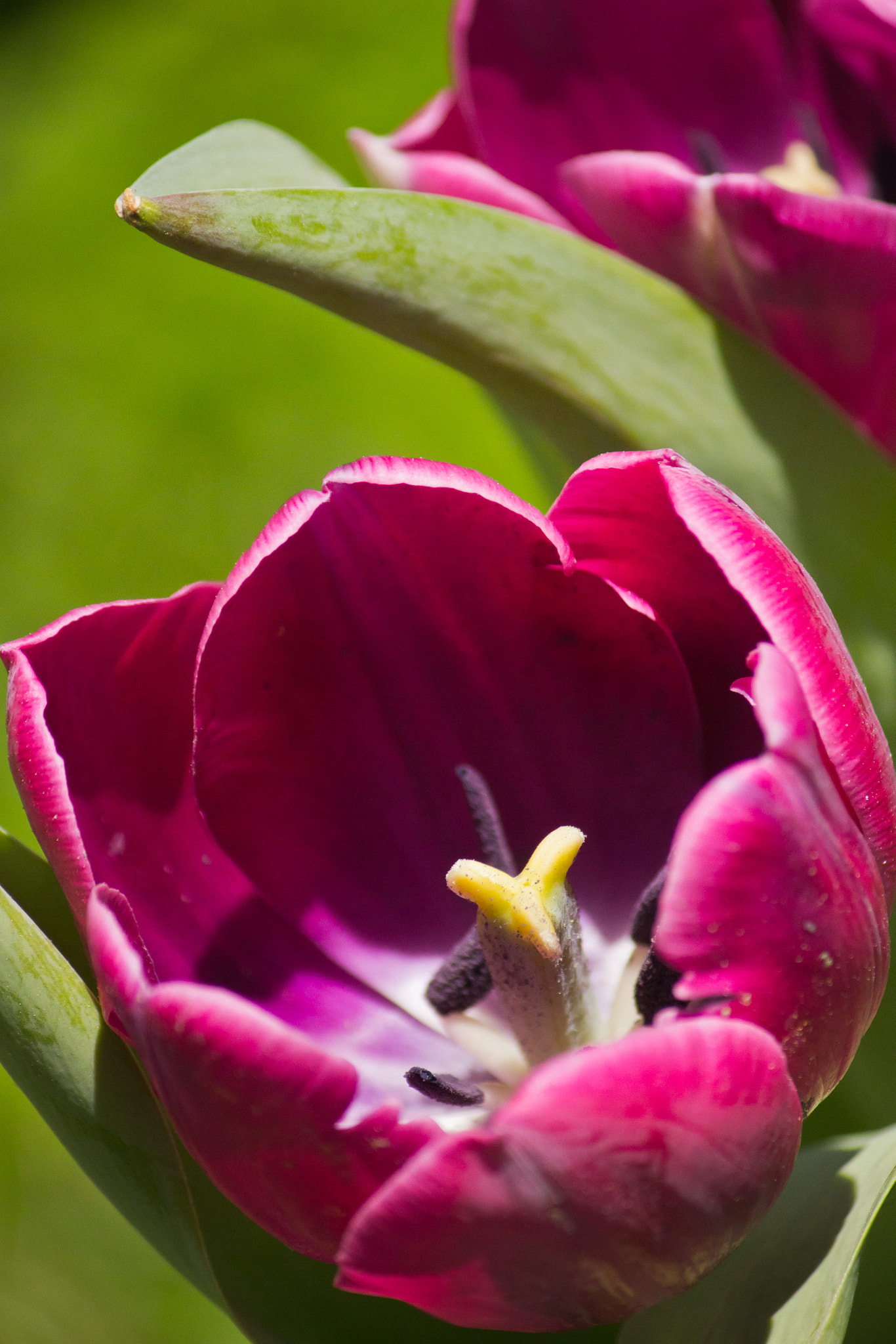 Canon EF-S 55-250mm F4-5.6 IS sample photo. Heartbeat photography