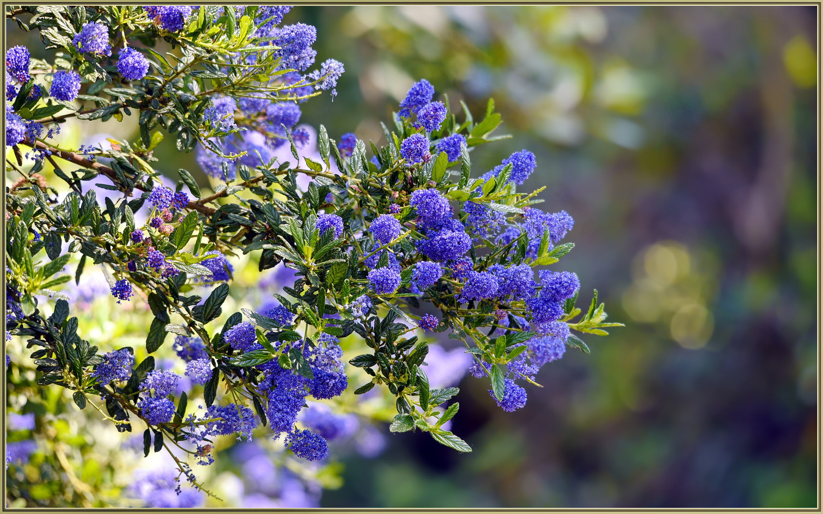 Nikon D750 sample photo. Spring purpleness photography