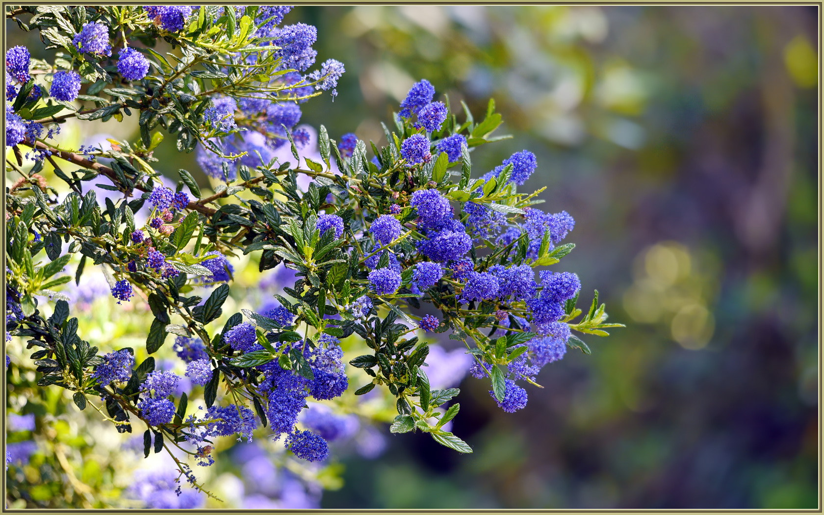 Sigma 120-400mm F4.5-5.6 DG OS HSM sample photo. Spring purpleness photography