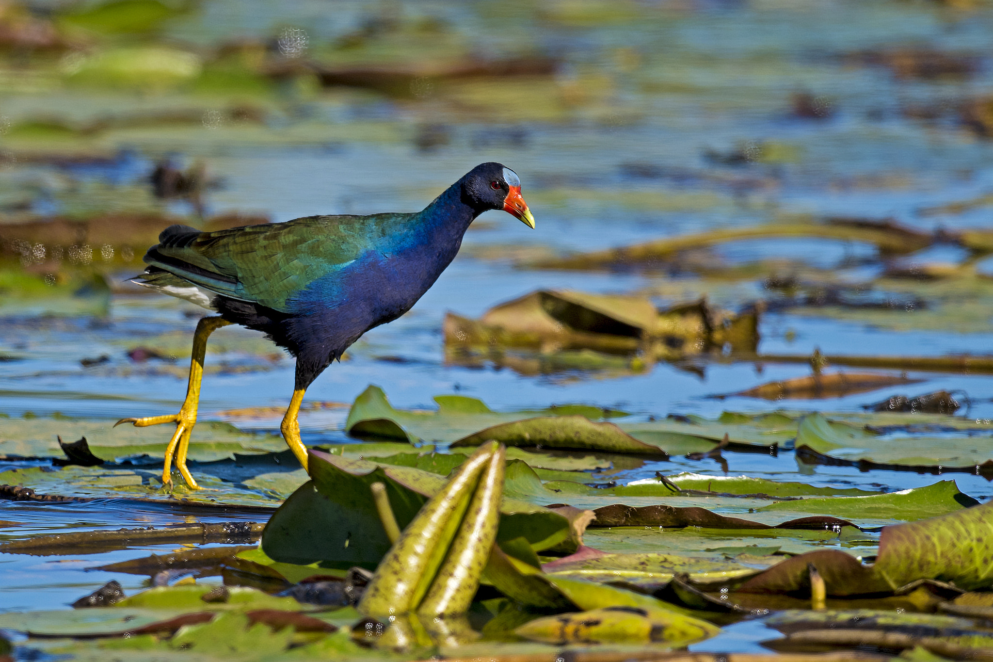 Nikon AF-S Nikkor 800mm F5.6E FL ED VR sample photo. Purple gallinule photography