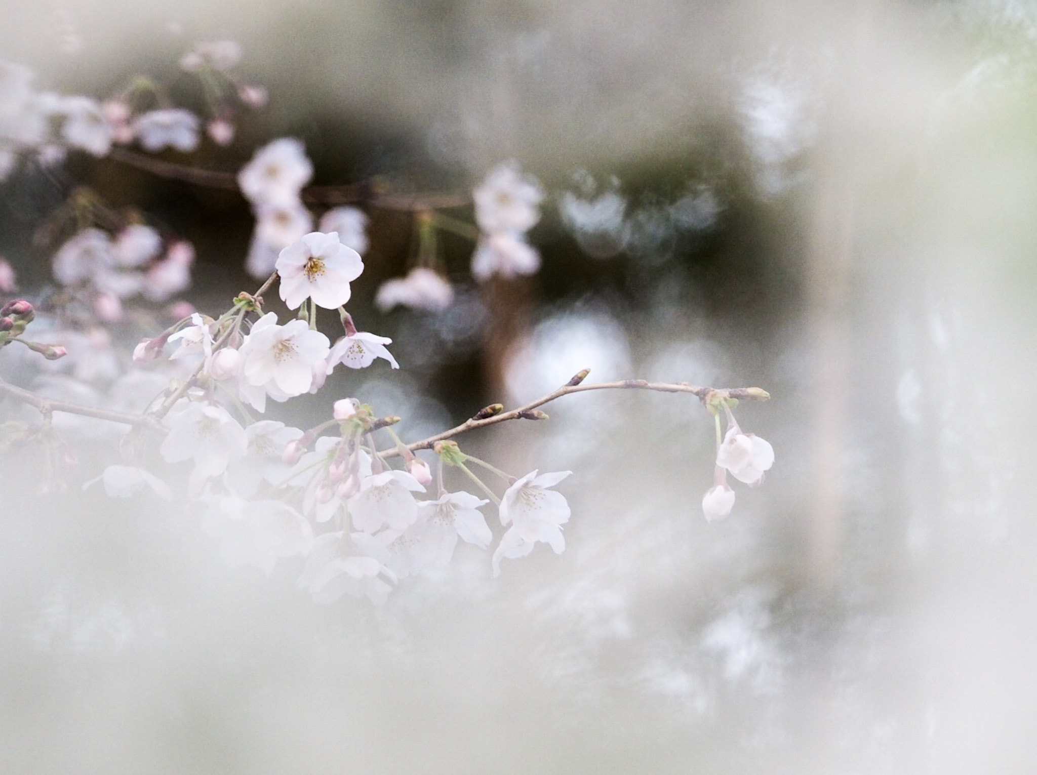 Olympus OM-D E-M1 sample photo. Cherry blossoms photography