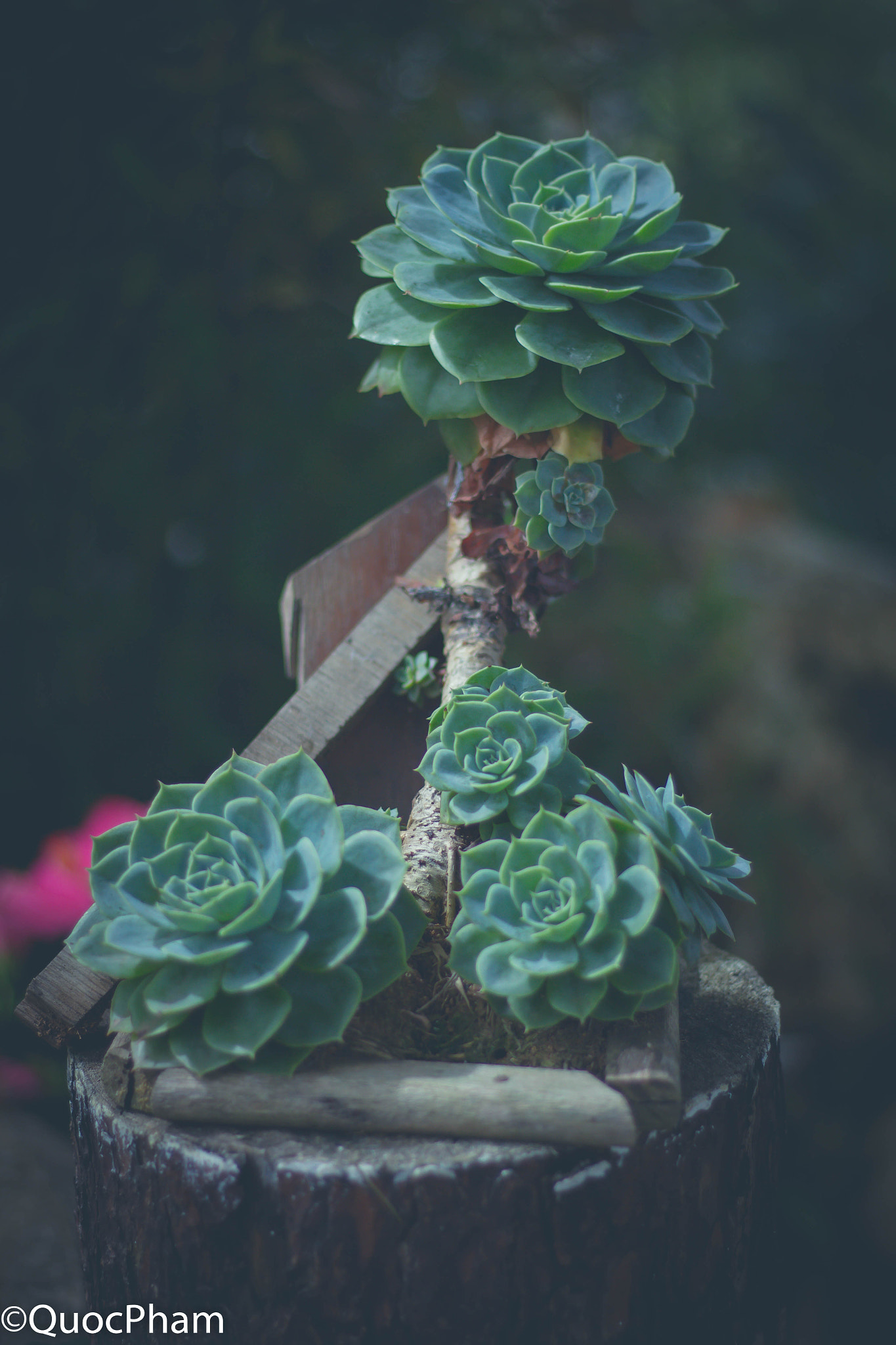 Canon EOS 7D + Canon EF 50mm F1.8 STM sample photo. Img photography