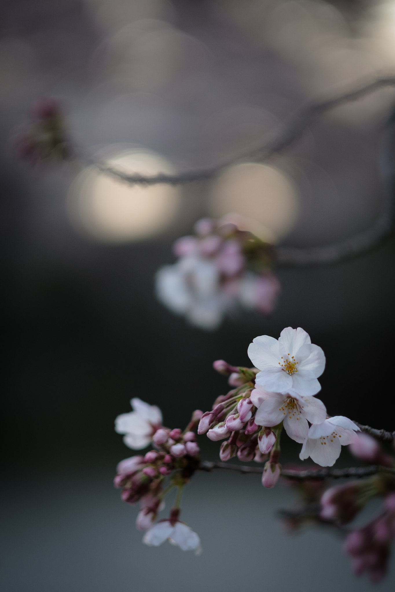 Fujifilm X-T2 + Fujifilm XF 56mm F1.2 R APD sample photo. 桜 2017 photography