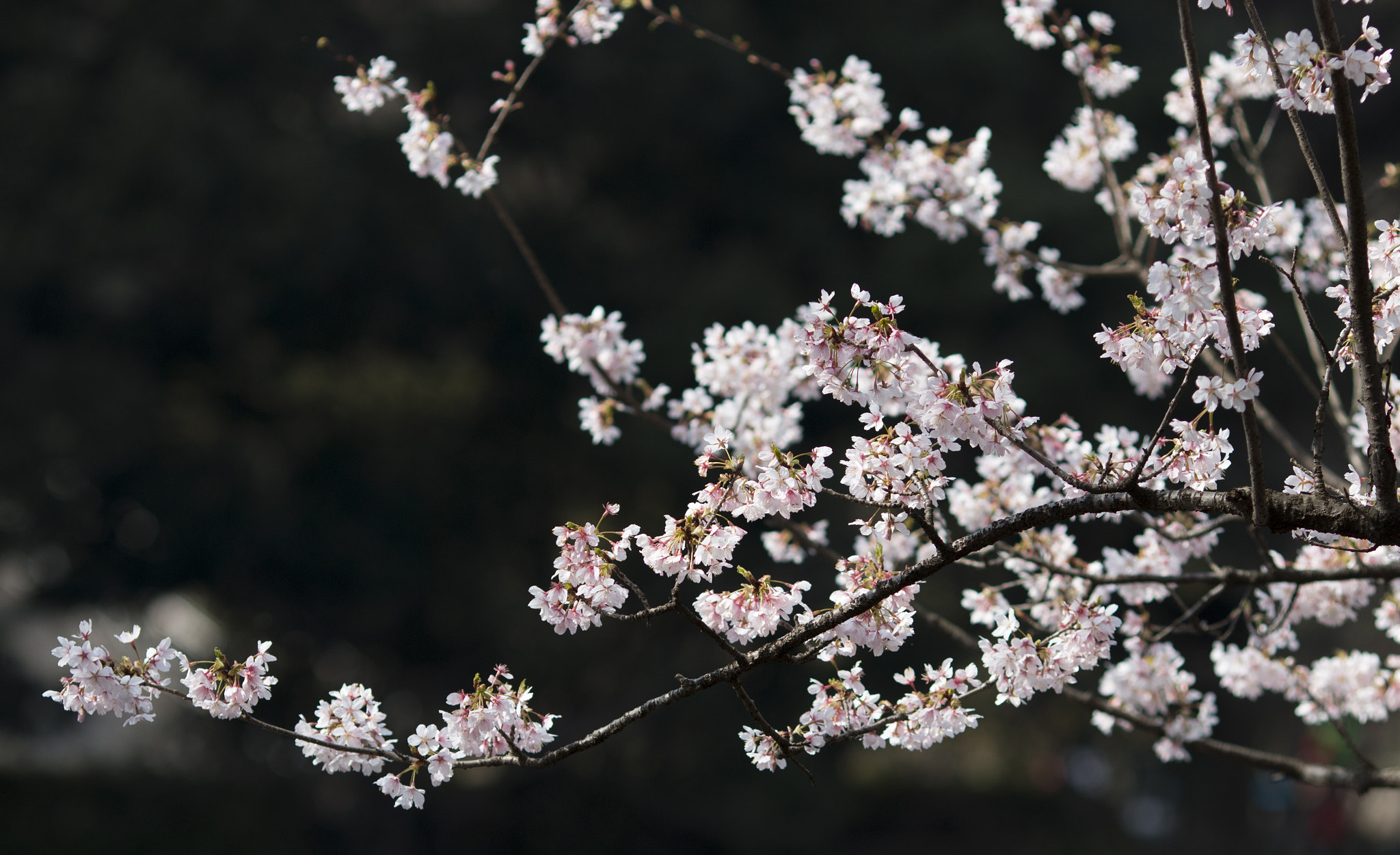 Canon EOS 70D + Canon EF 135mm F2L USM sample photo. Color of the spring photography