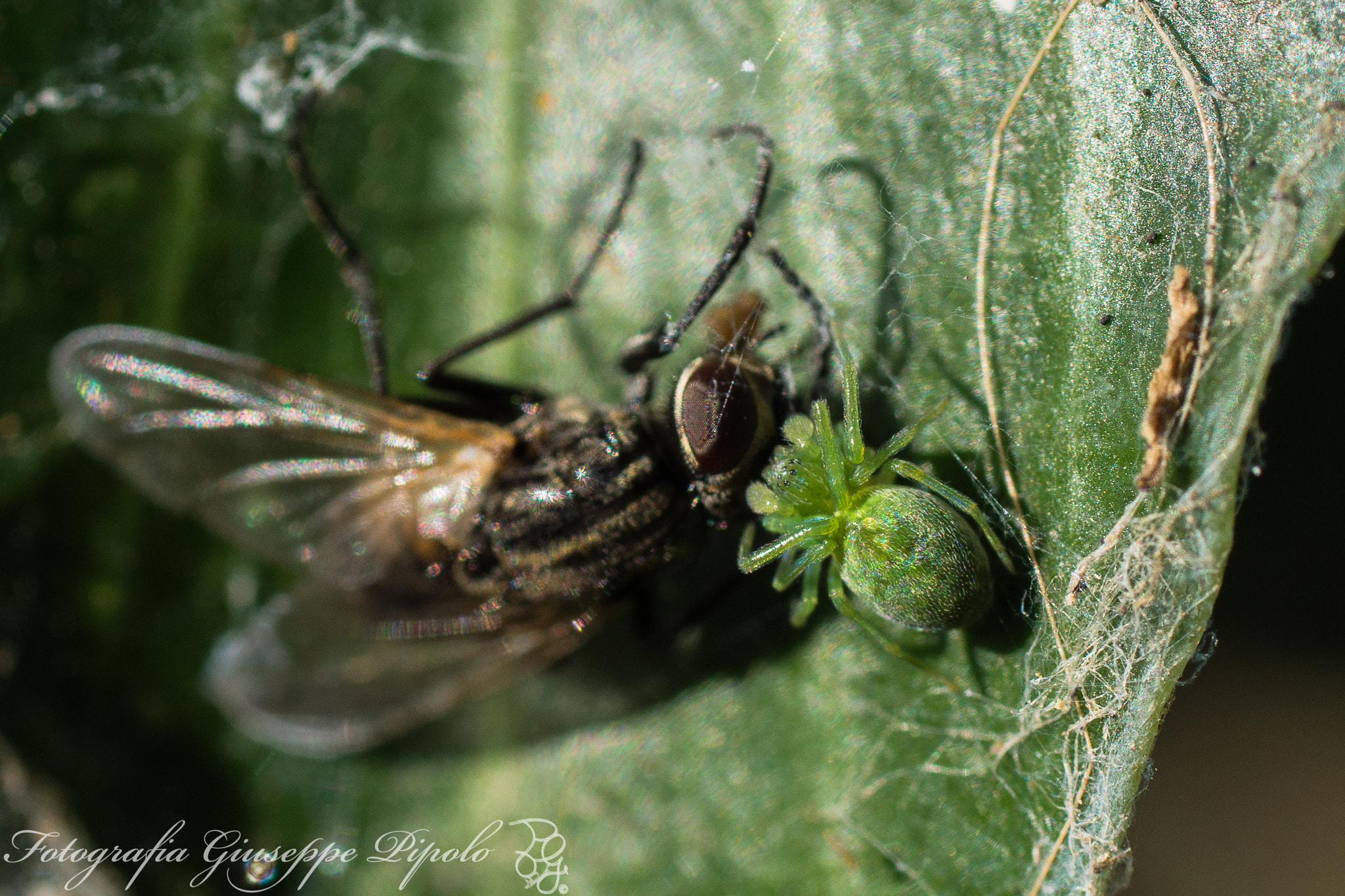 Sony SLT-A77 + Tamron SP AF 90mm F2.8 Di Macro sample photo. Nigma walckenaeri photography