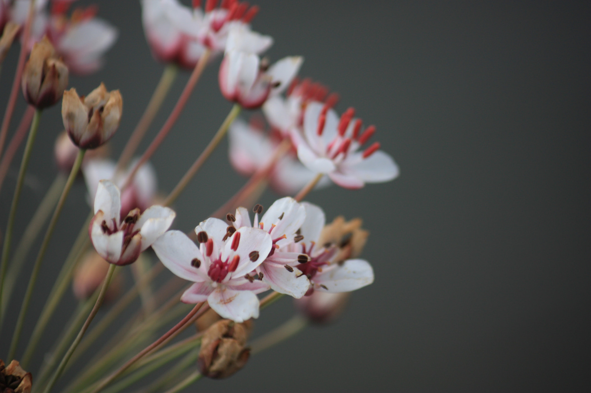 Canon EF-S 55-250mm F4-5.6 IS sample photo