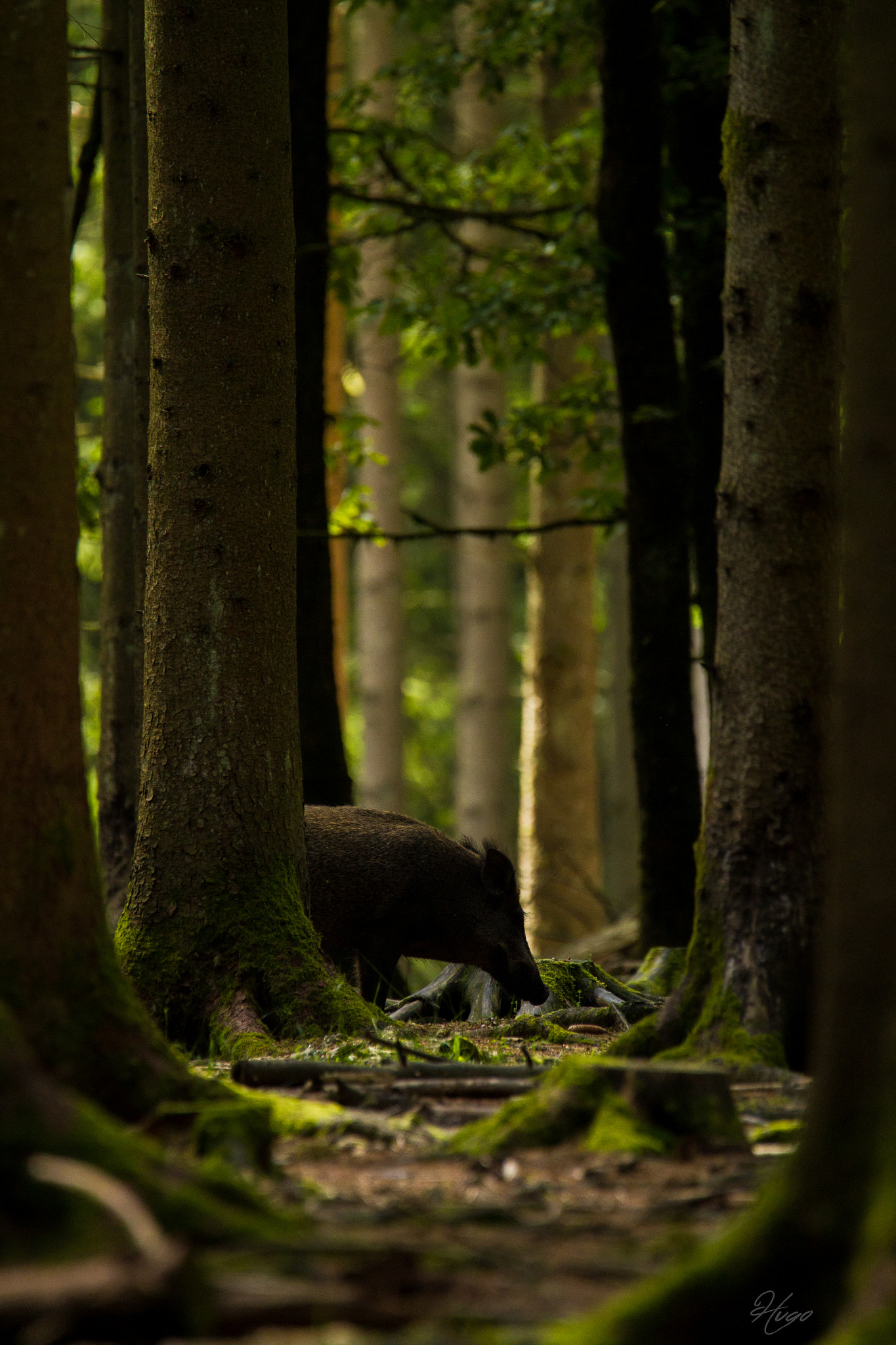 Tamron SP 150-600mm F5-6.3 Di VC USD sample photo. A big shadow photography